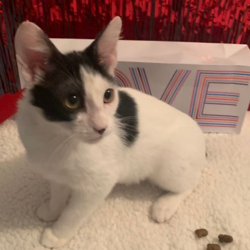 Penny Needs a Home!, a Adopted mixed breed in San Pedro, CA image 4/6