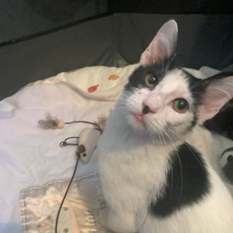 Penny Needs a Home!, a Adopted mixed breed in San Pedro, CA image 5/6