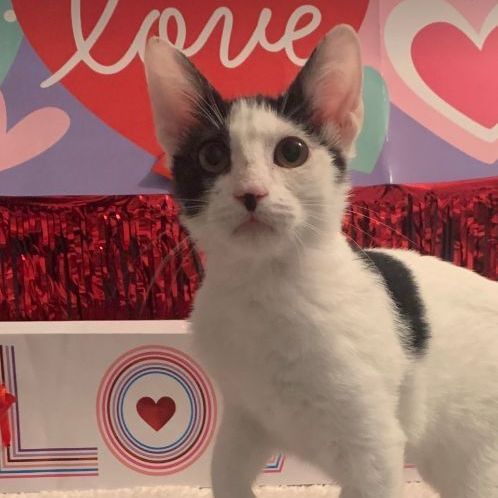 Penny Needs a Home!, a Adopted mixed breed in San Pedro, CA image 6/6