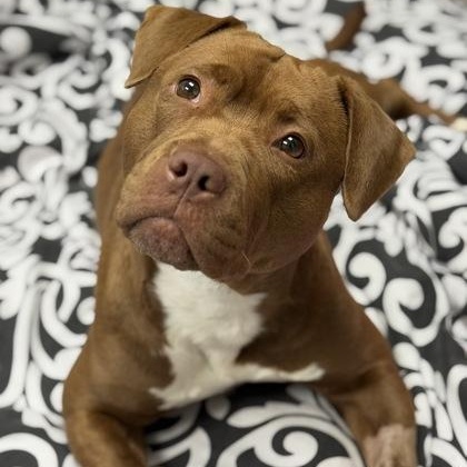 Azuki, ADOPTABLE, Adult Female Pit Bull Terrier.