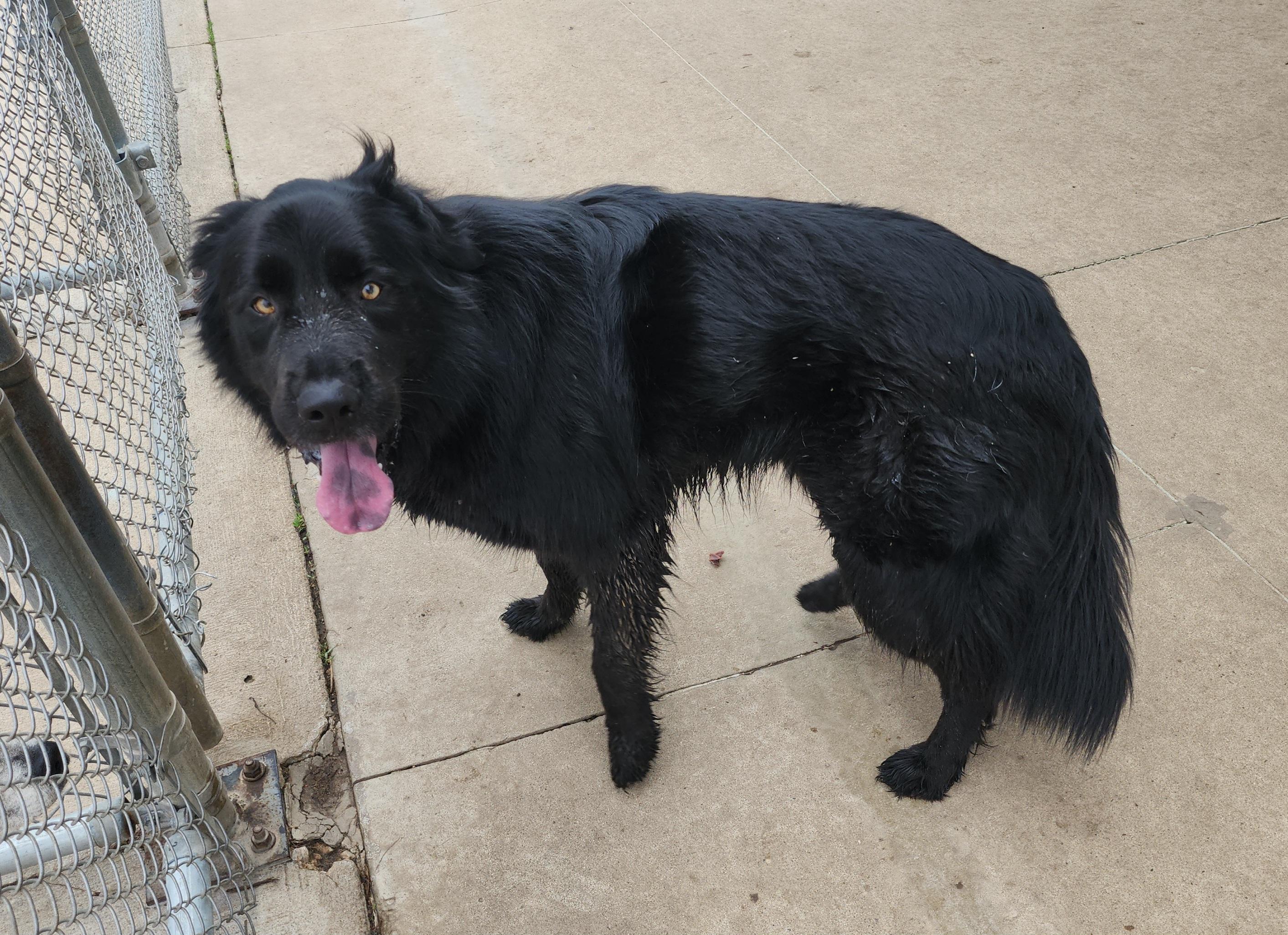 Boba, ADOPTABLE, Adult Male Great Pyrenees & Australian Shepherd.