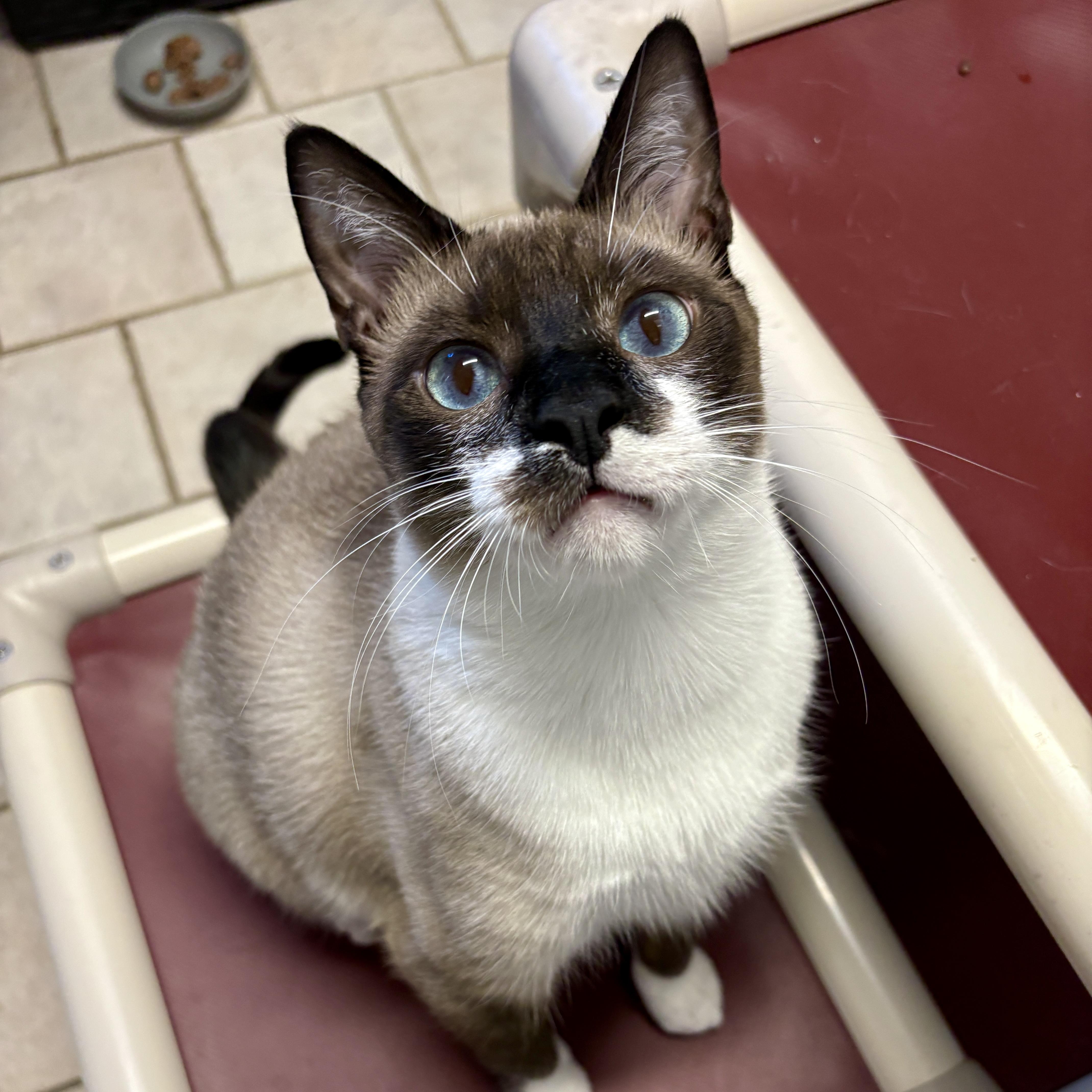 Pepper, a ADOPTABLE Domestic Short Hair in Beacon, NY image 3/6