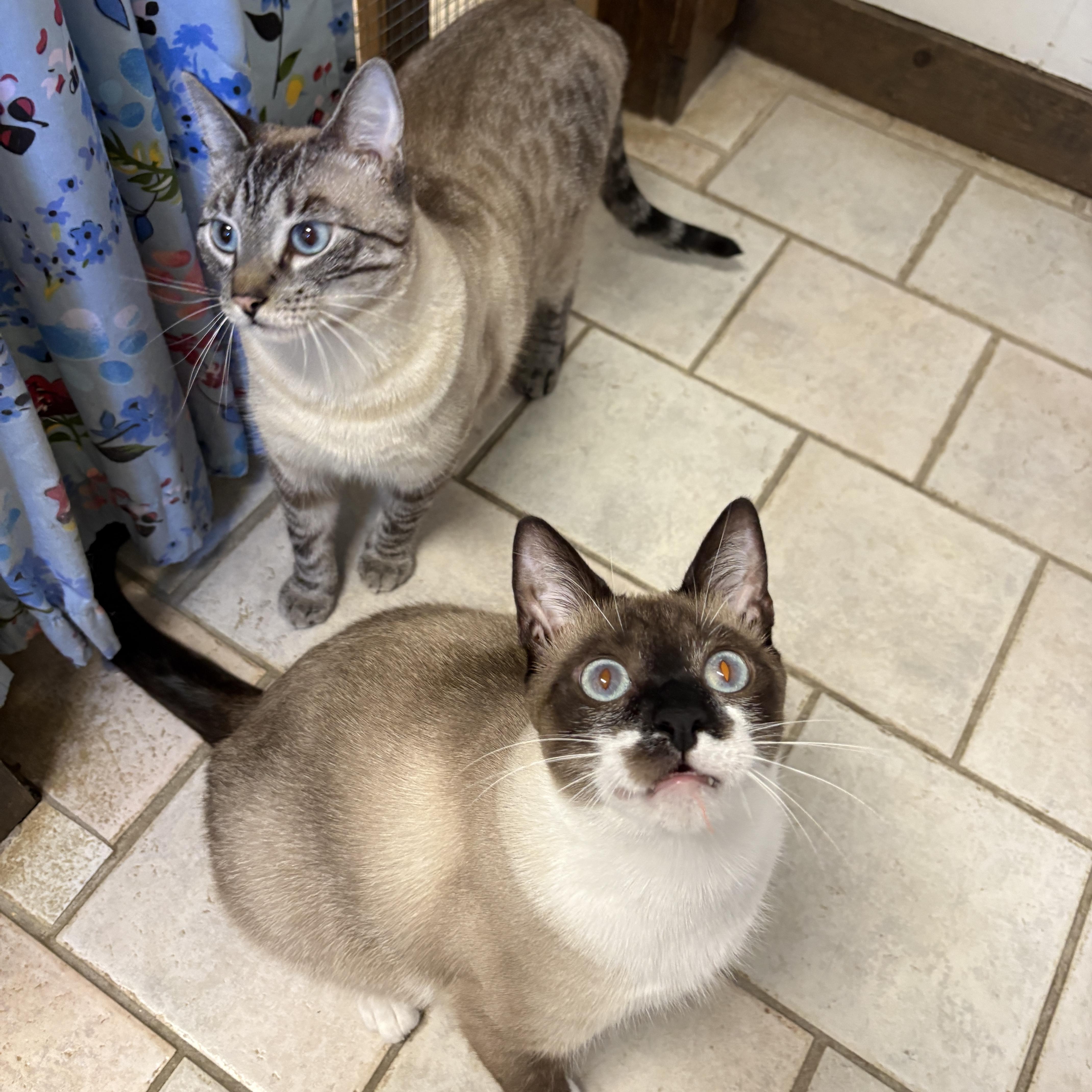 Pepper, a ADOPTABLE Domestic Short Hair in Beacon, NY image 2/6