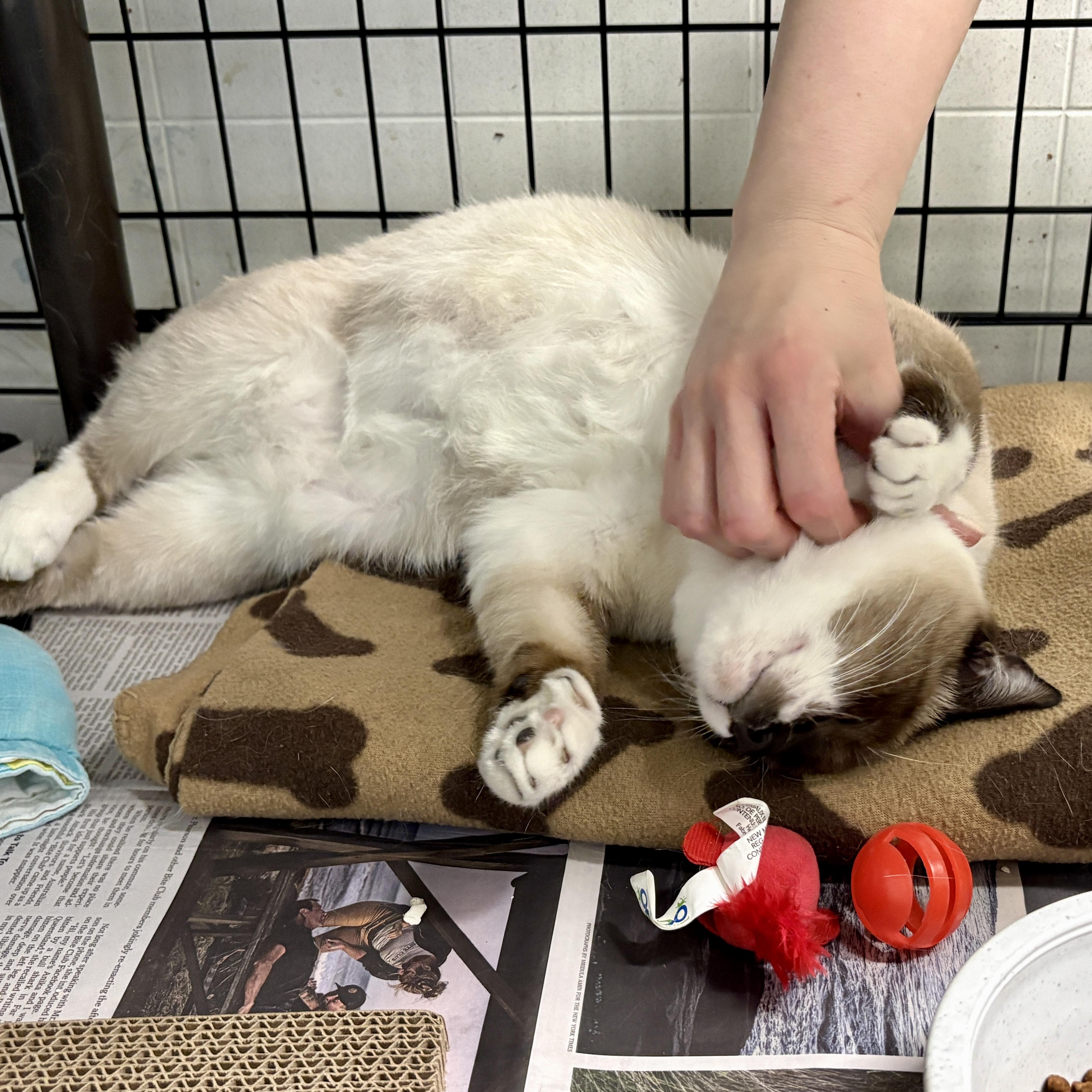 Pepper, a ADOPTABLE Domestic Short Hair in Beacon, NY image 6/6