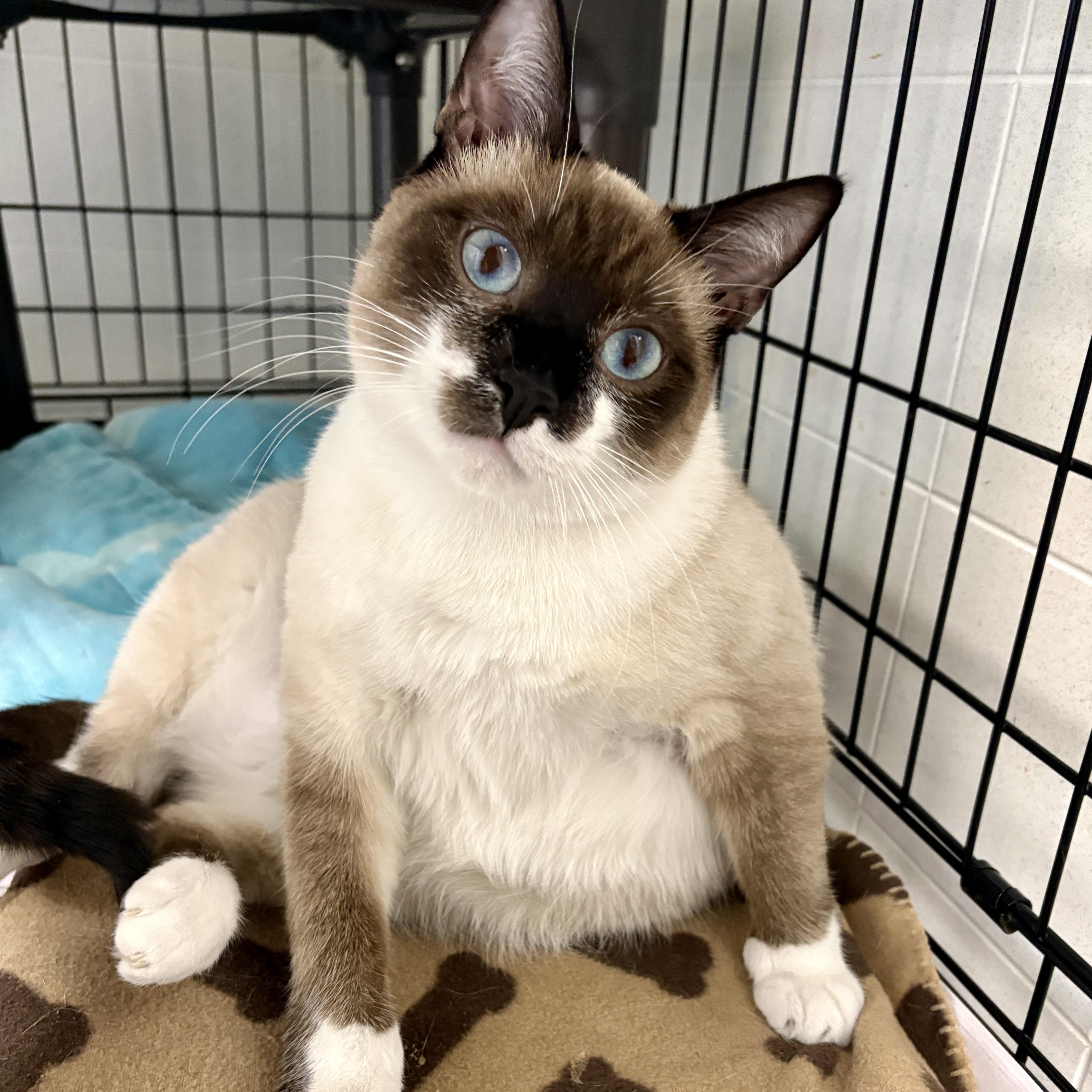 Pepper, ADOPTABLE, Young Male Domestic Short Hair.