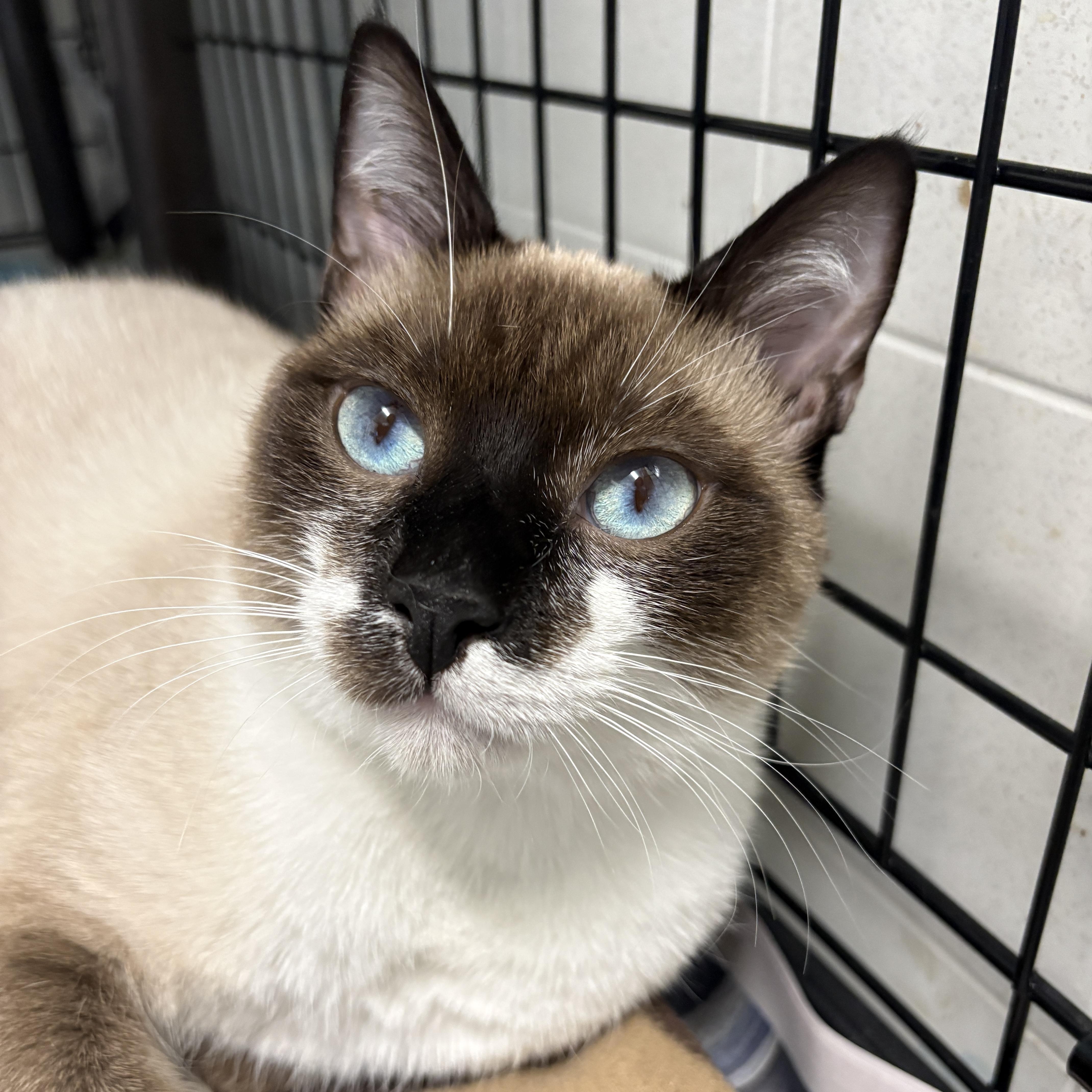 Pepper, a ADOPTABLE Domestic Short Hair in Beacon, NY image 5/6