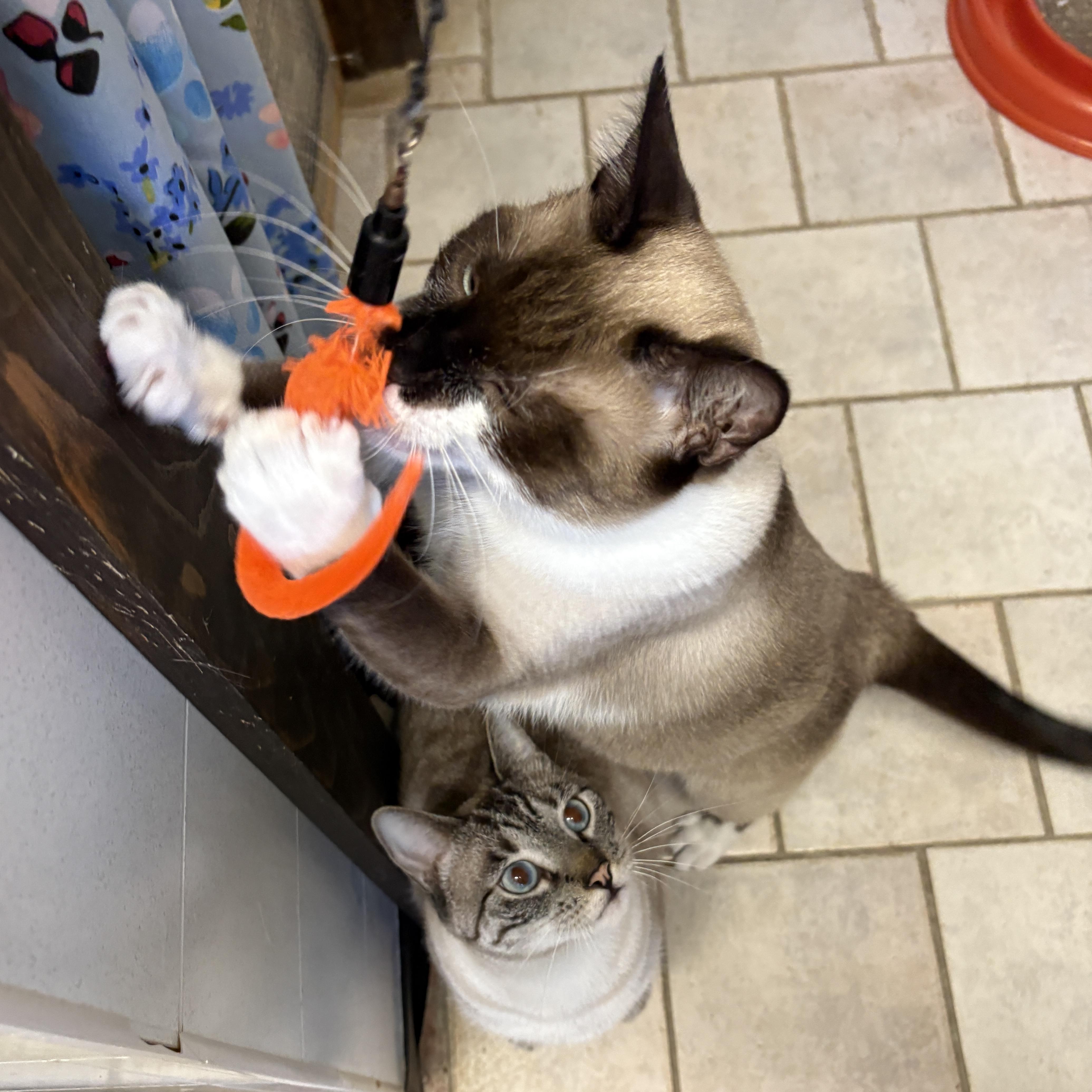 Pepper, a ADOPTABLE Domestic Short Hair in Beacon, NY image 4/6