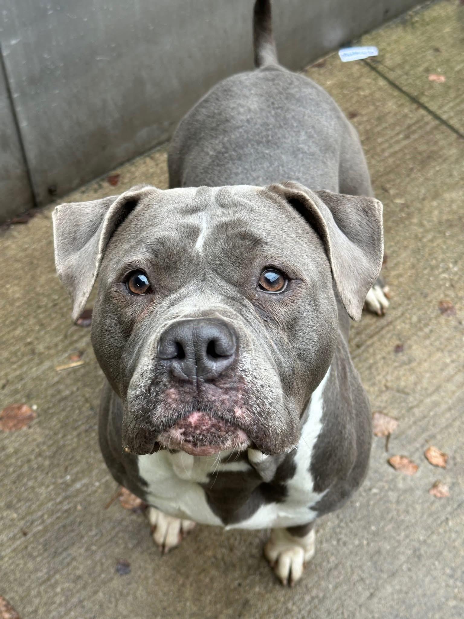 Dinah, ADOPTABLE, Adult Female Pit Bull Terrier.