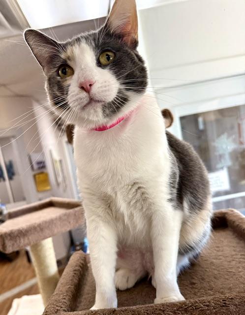 Prudence, ADOPTABLE, Adult Female Domestic Short Hair.