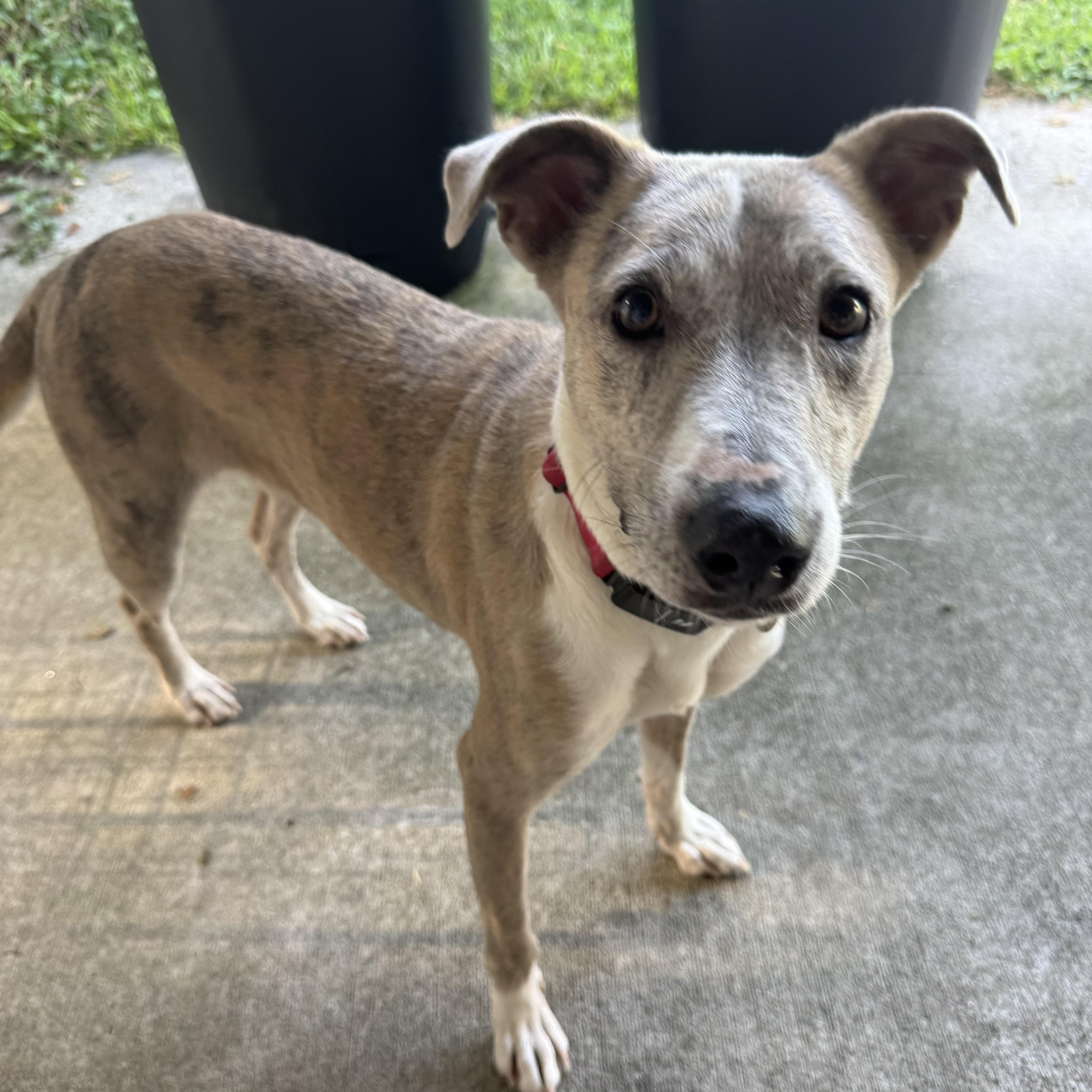 Enlarge Delilah, a Adoptable mixed breed in Houston, TX image 3/6