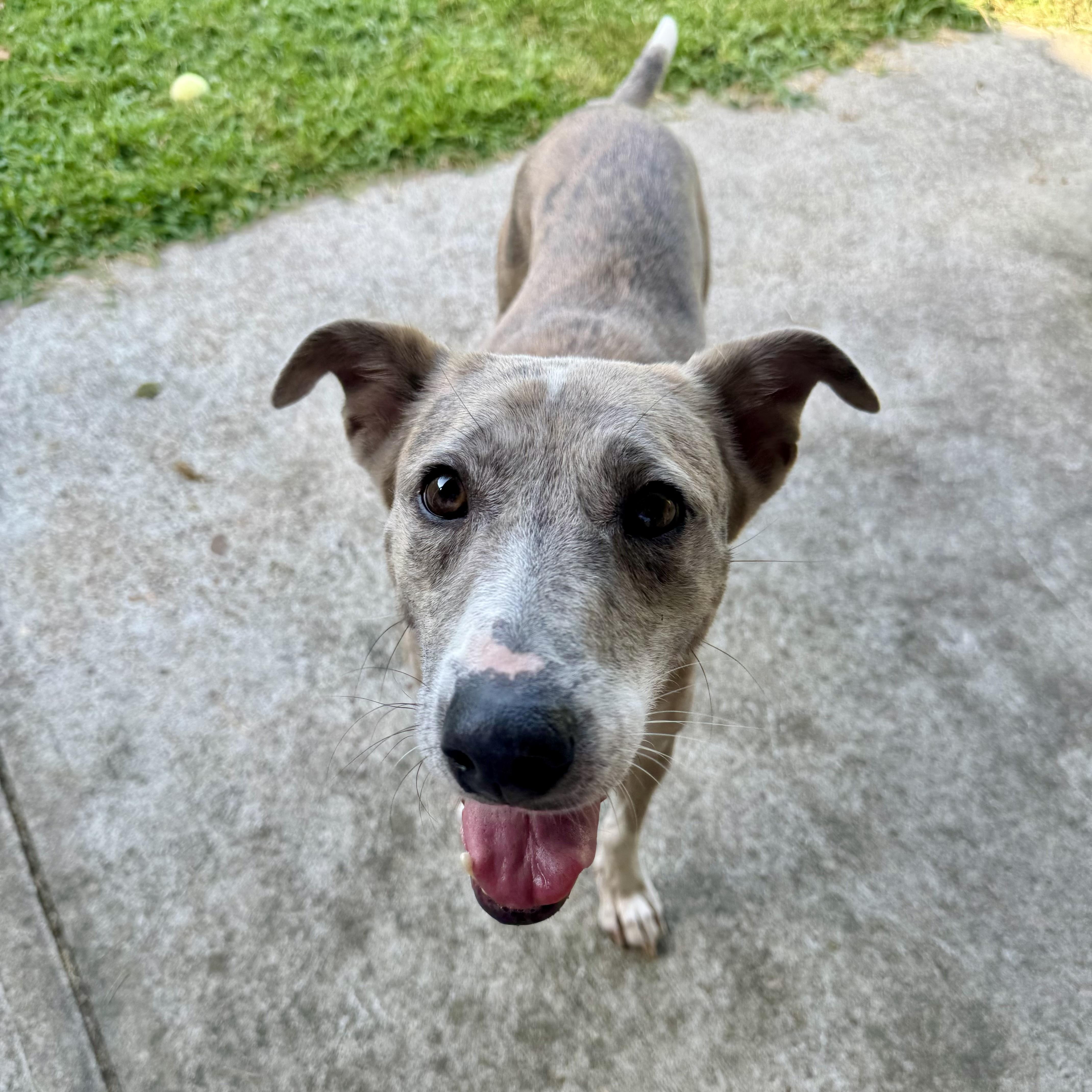 Enlarge Delilah, a Adoptable mixed breed in Houston, TX image 5/6