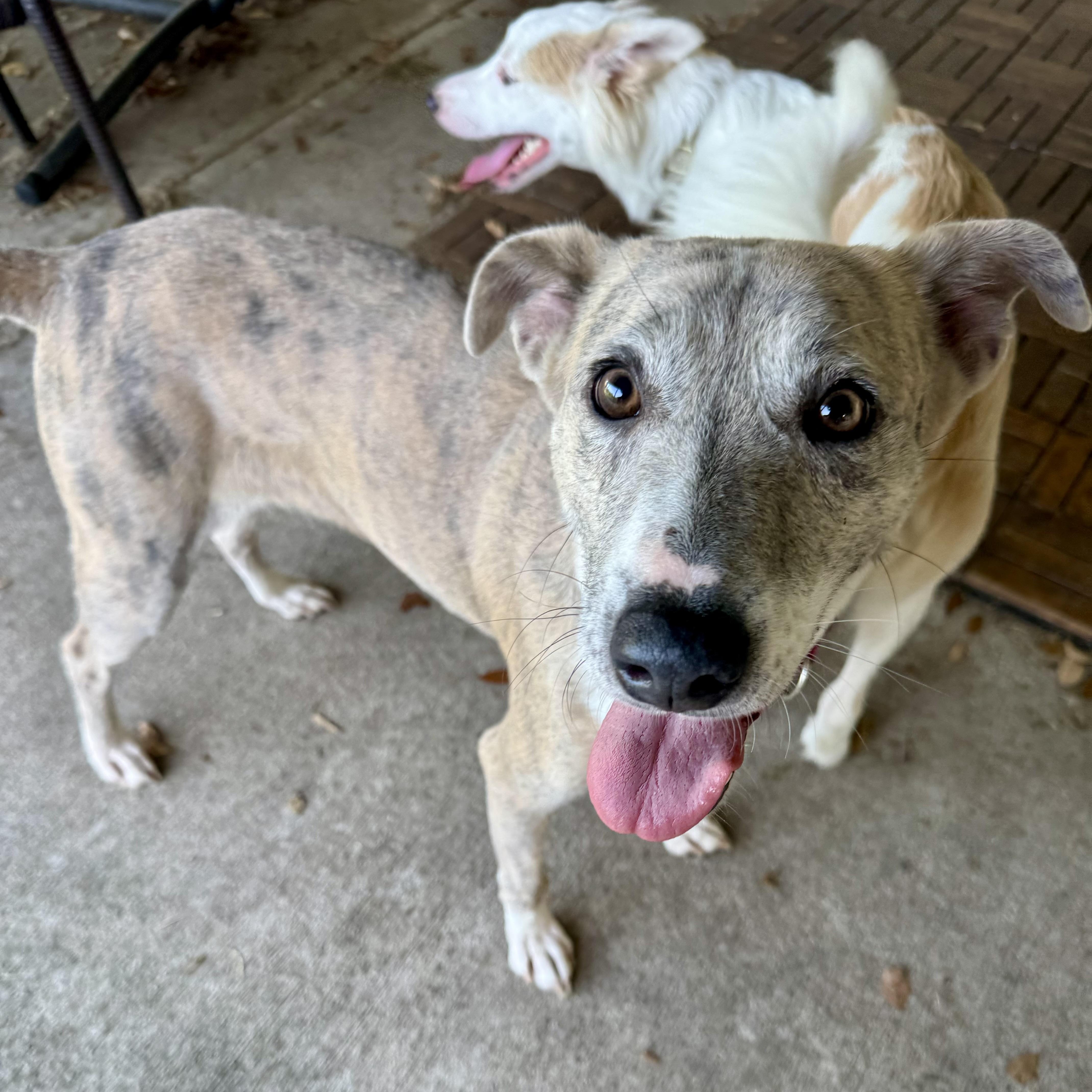 Enlarge Delilah, a Adoptable mixed breed in Houston, TX image 2/6