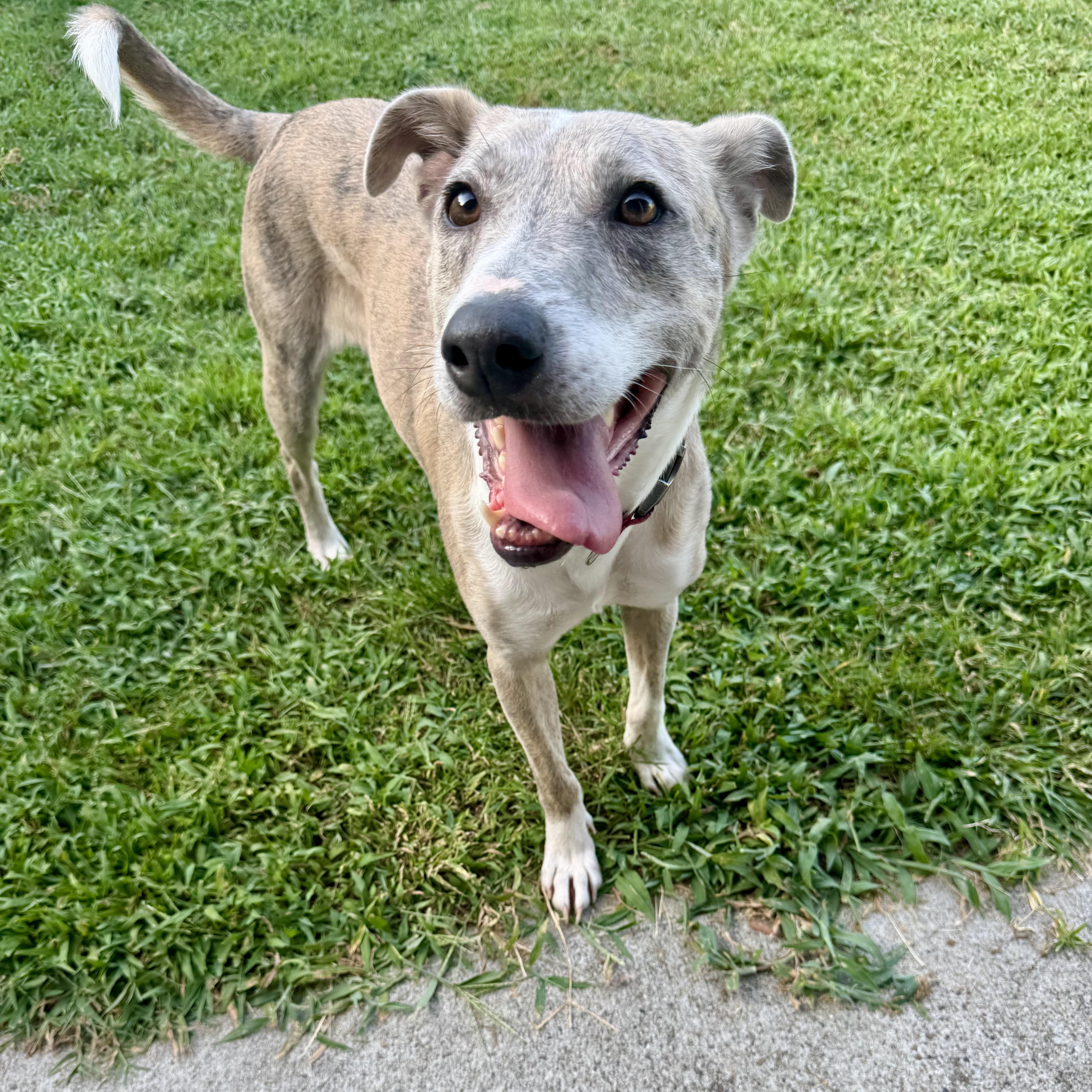Enlarge Delilah, a Adoptable mixed breed in Houston, TX image 4/6