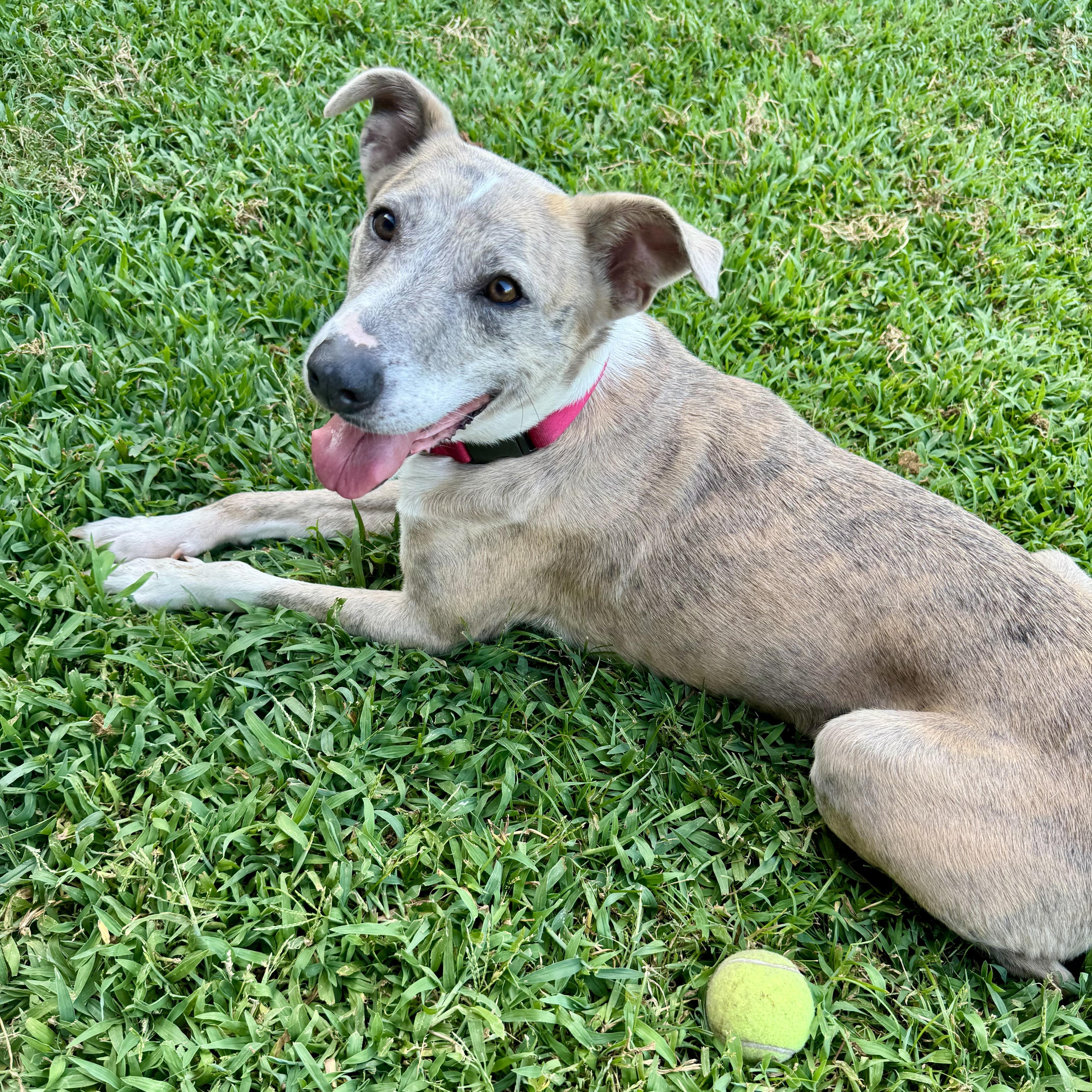 Enlarge Delilah, a Adoptable mixed breed in Houston, TX image 1/6
