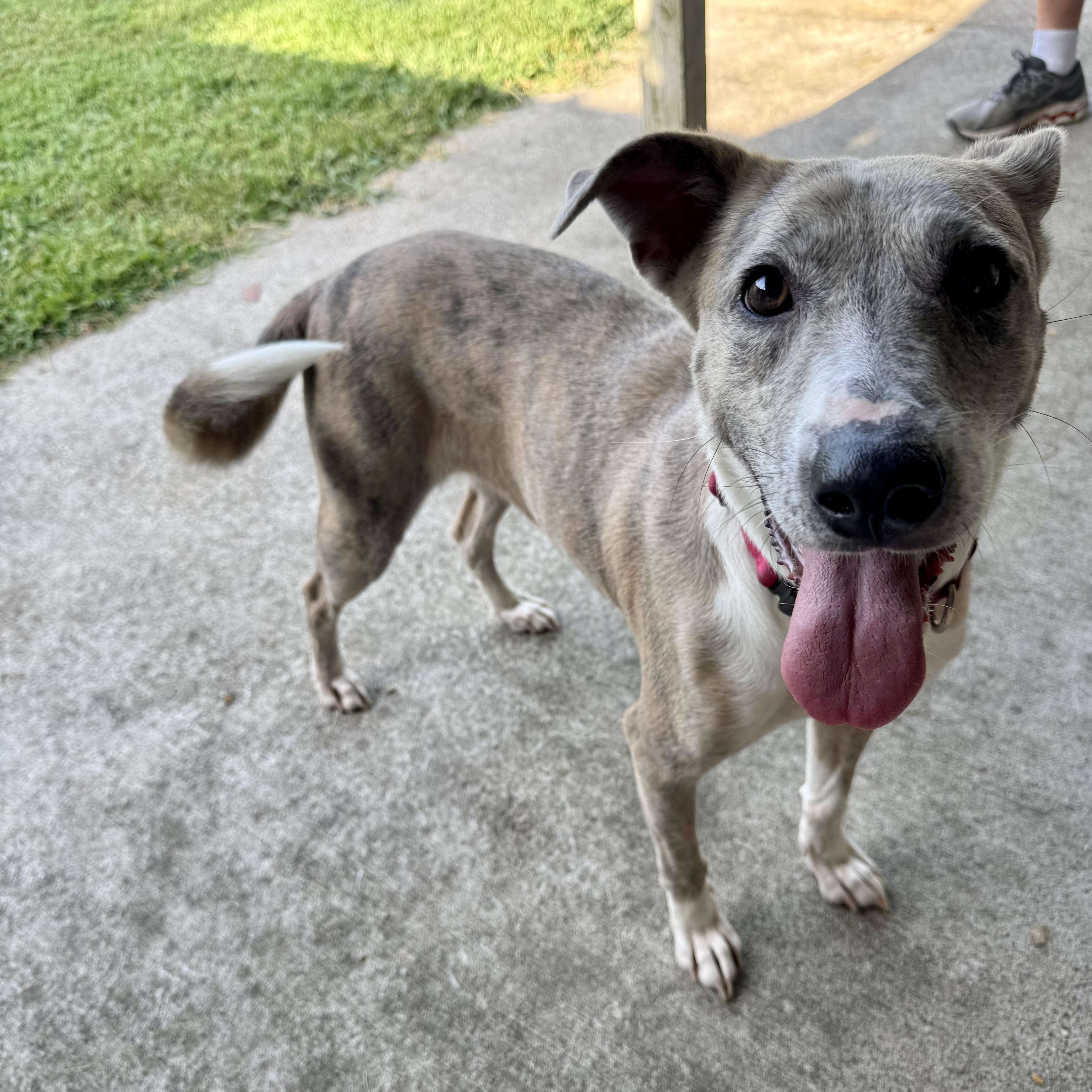 Enlarge Delilah, a Adoptable mixed breed in Houston, TX image 6/6