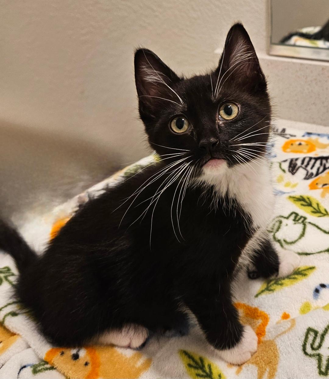 Dash, a Adoptable Domestic Medium Hair in Terrell, TX image 2/5