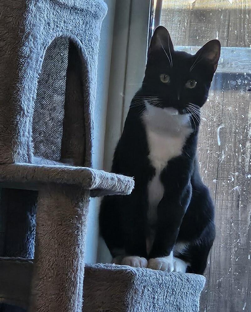 Dash, Adoptable, Kitten Male Domestic Medium Hair.