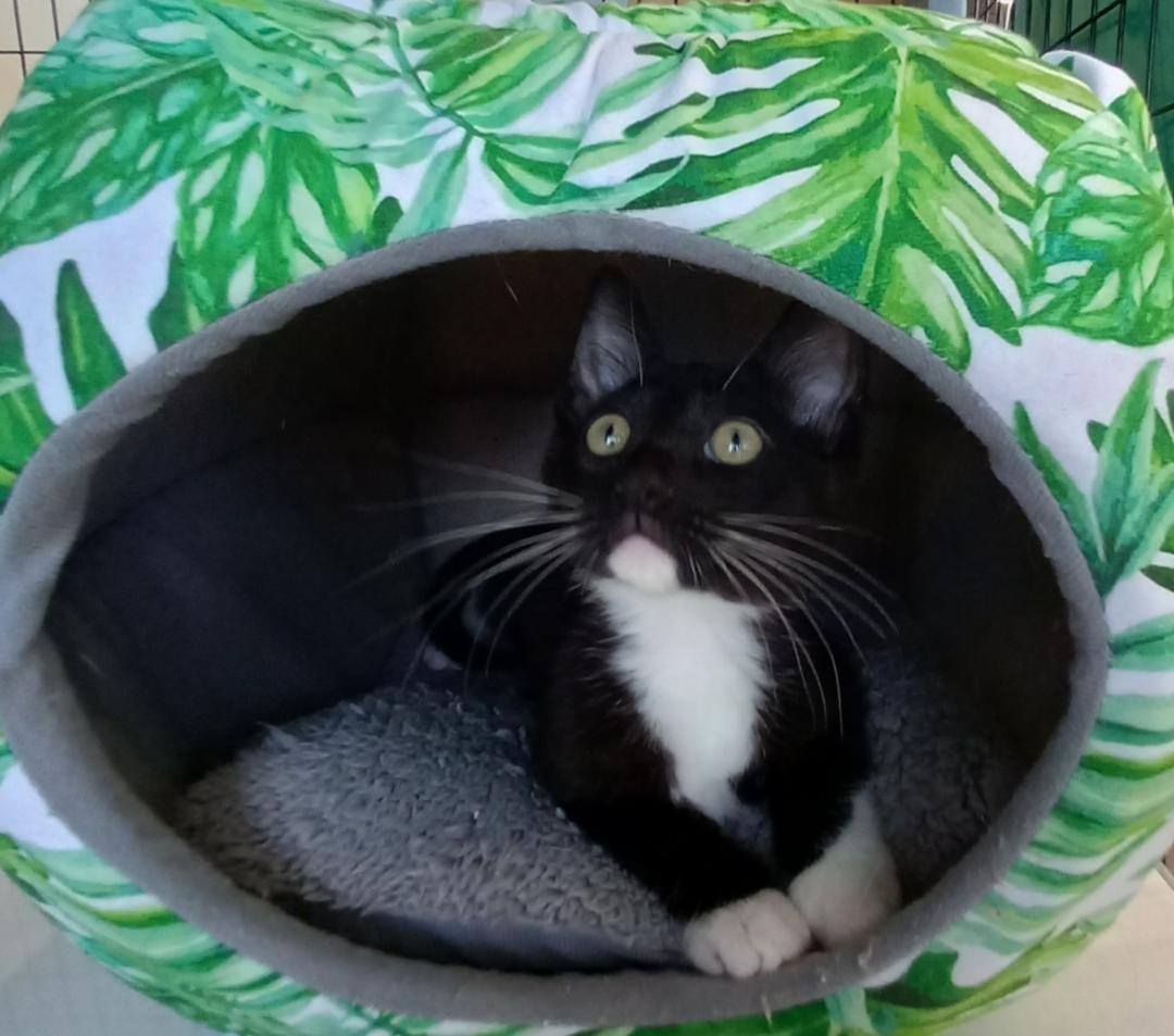 Dash, a Adoptable Domestic Medium Hair in Terrell, TX image 3/5