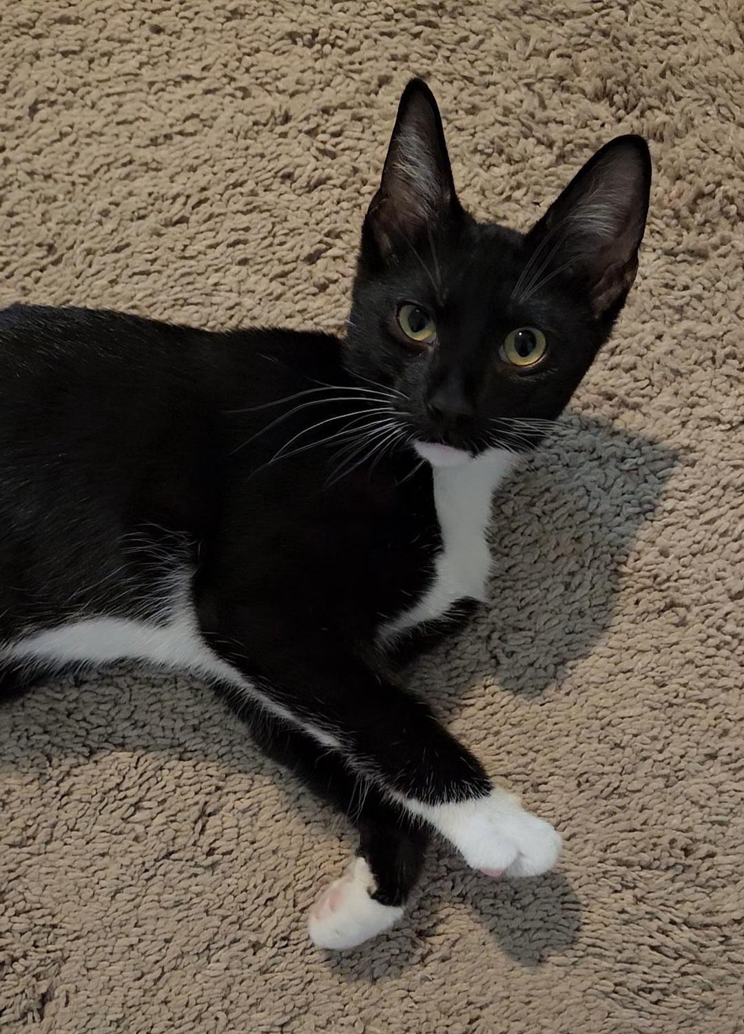 Dash, a Adoptable Domestic Medium Hair in Terrell, TX image 1/5