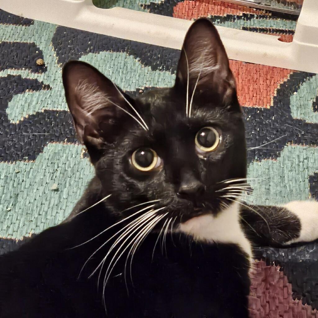 Enlarge Dash, a Adoptable Domestic Medium Hair in Terrell, TX image 2/5