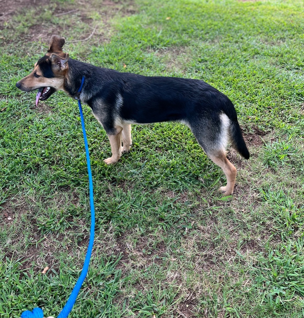 Enlarge King, an adoptable mixed breed in Rock Hill, SC image 2/6