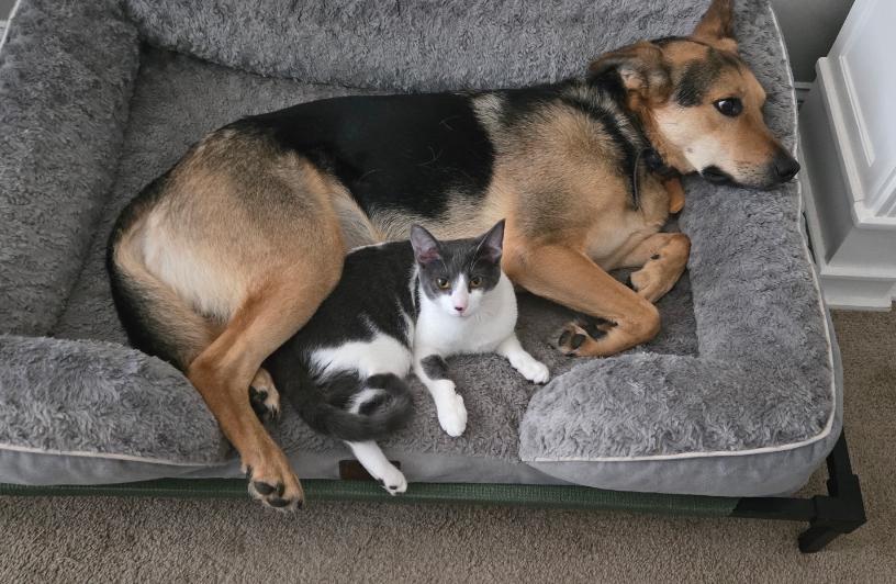 Enlarge King, an adoptable mixed breed in Rock Hill, SC image 3/6