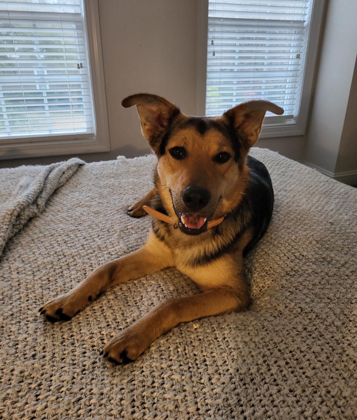 Enlarge King, an adoptable mixed breed in Rock Hill, SC image 4/6