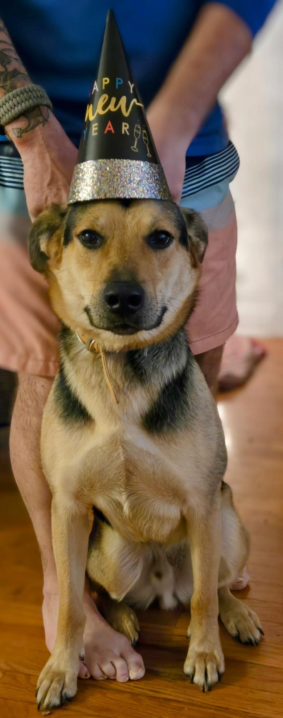 Enlarge King, an adoptable mixed breed in Rock Hill, SC image 5/6