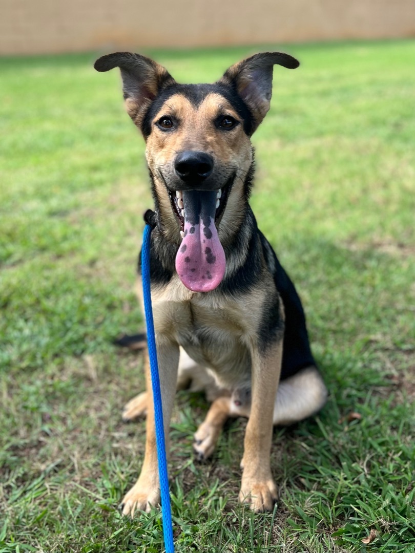 King, adoptable, Adult Male Great Pyrenees & German Shepherd Dog.