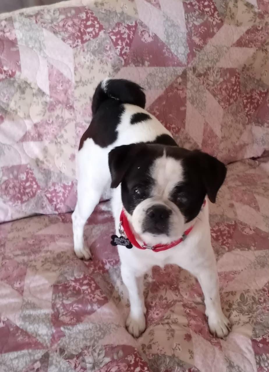 Enlarge John, a Adoptable mixed breed in Muskogee, OK image 1/3