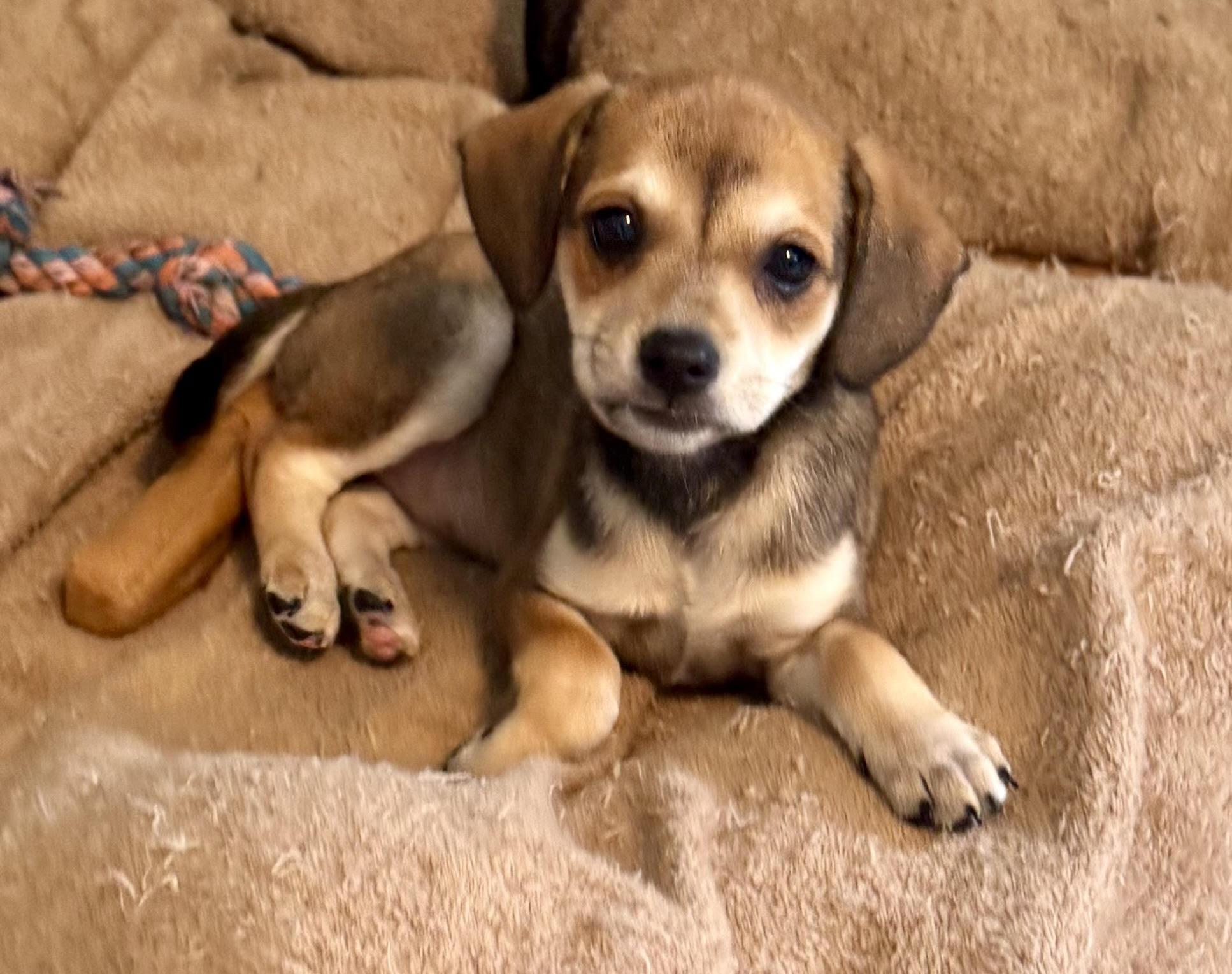 Enlarge Vivienne, a ADOPTABLE mixed breed in Maiden, NC image 6/6
