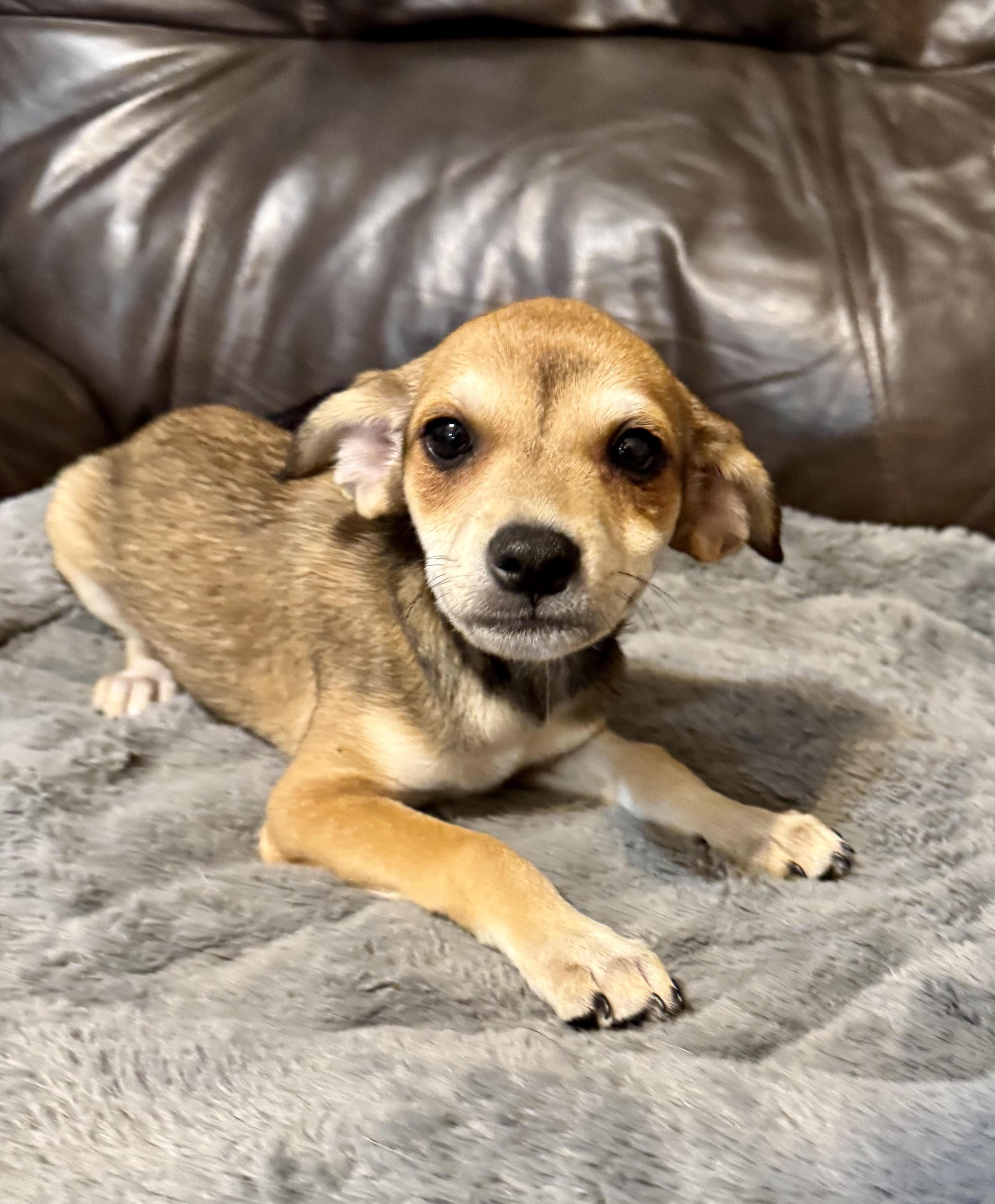 Enlarge Vivienne, a ADOPTABLE mixed breed in Maiden, NC image 2/6