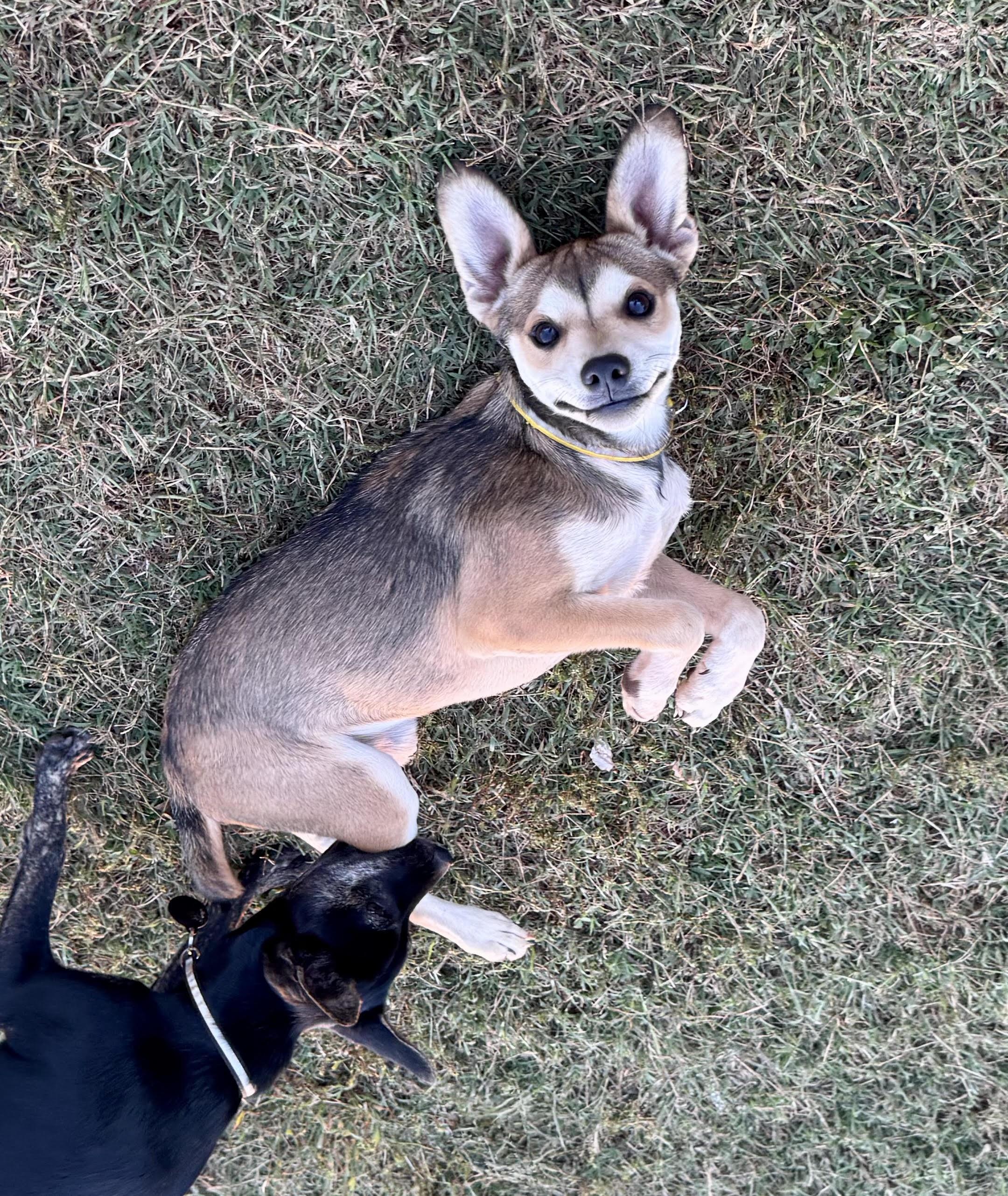 Vivienne, Adoptable, Puppy Female Terrier.