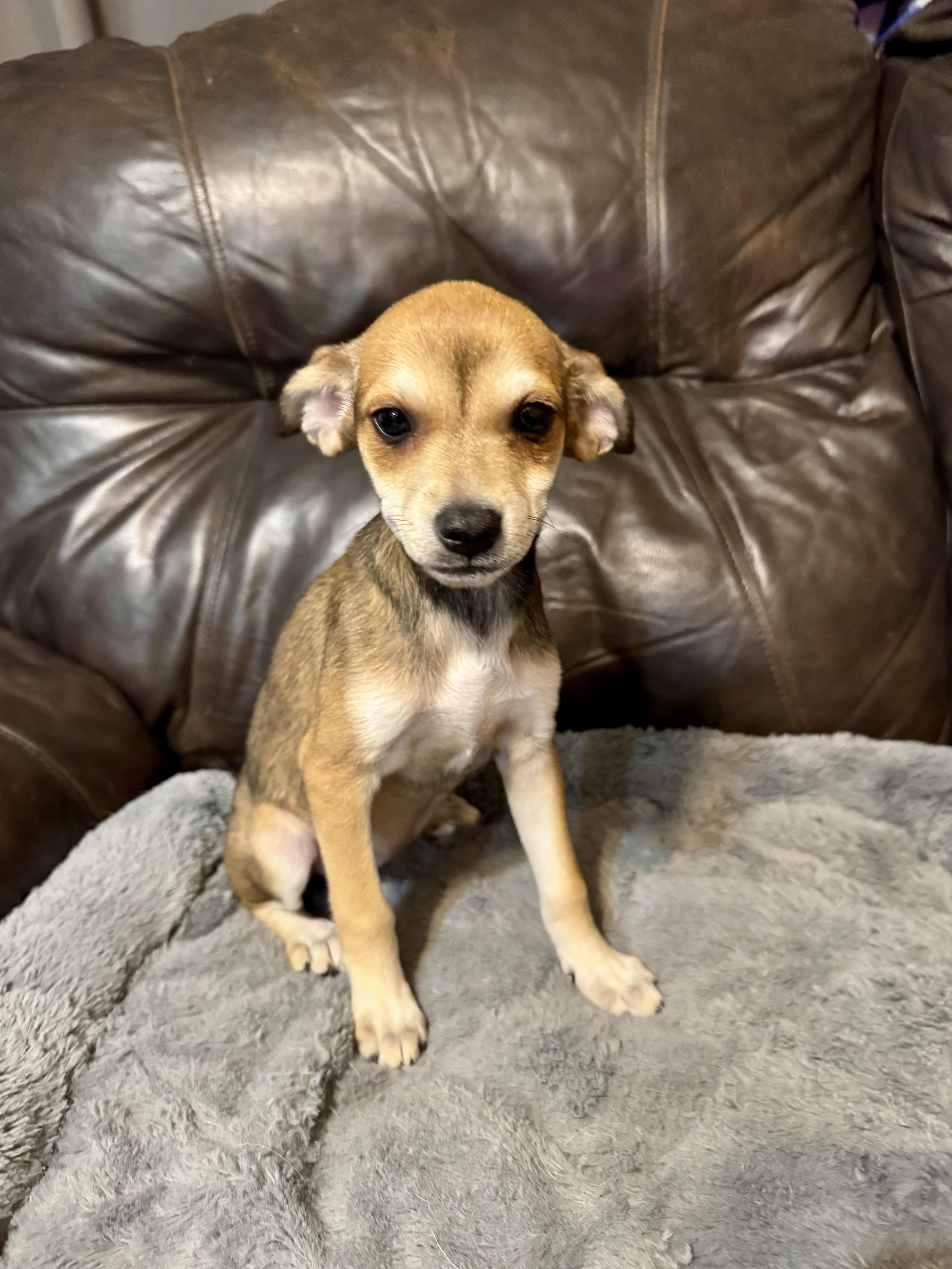 Enlarge Vivienne, a ADOPTABLE mixed breed in Maiden, NC image 5/6