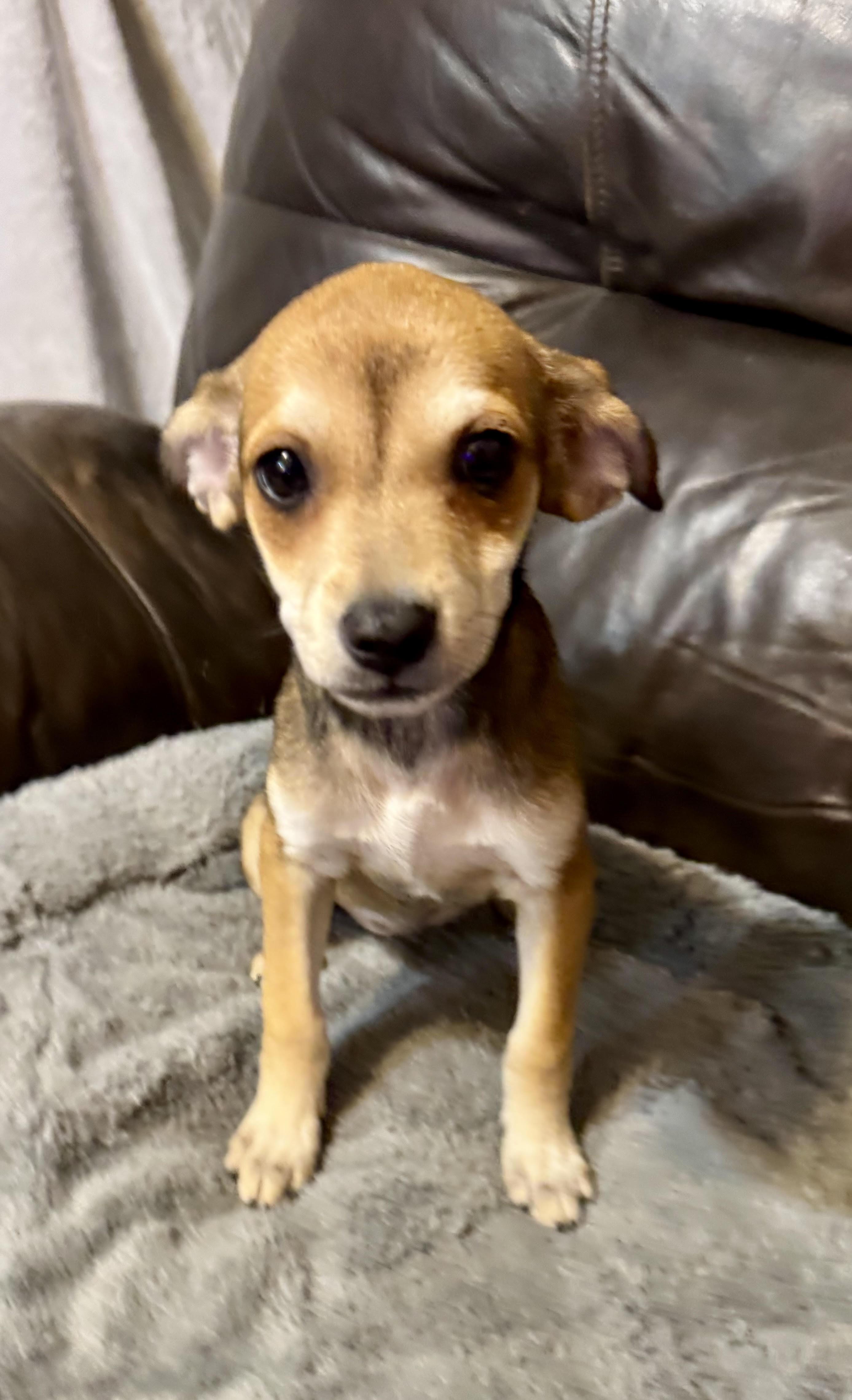 Vivienne, ADOPTABLE, Puppy Female Terrier.
