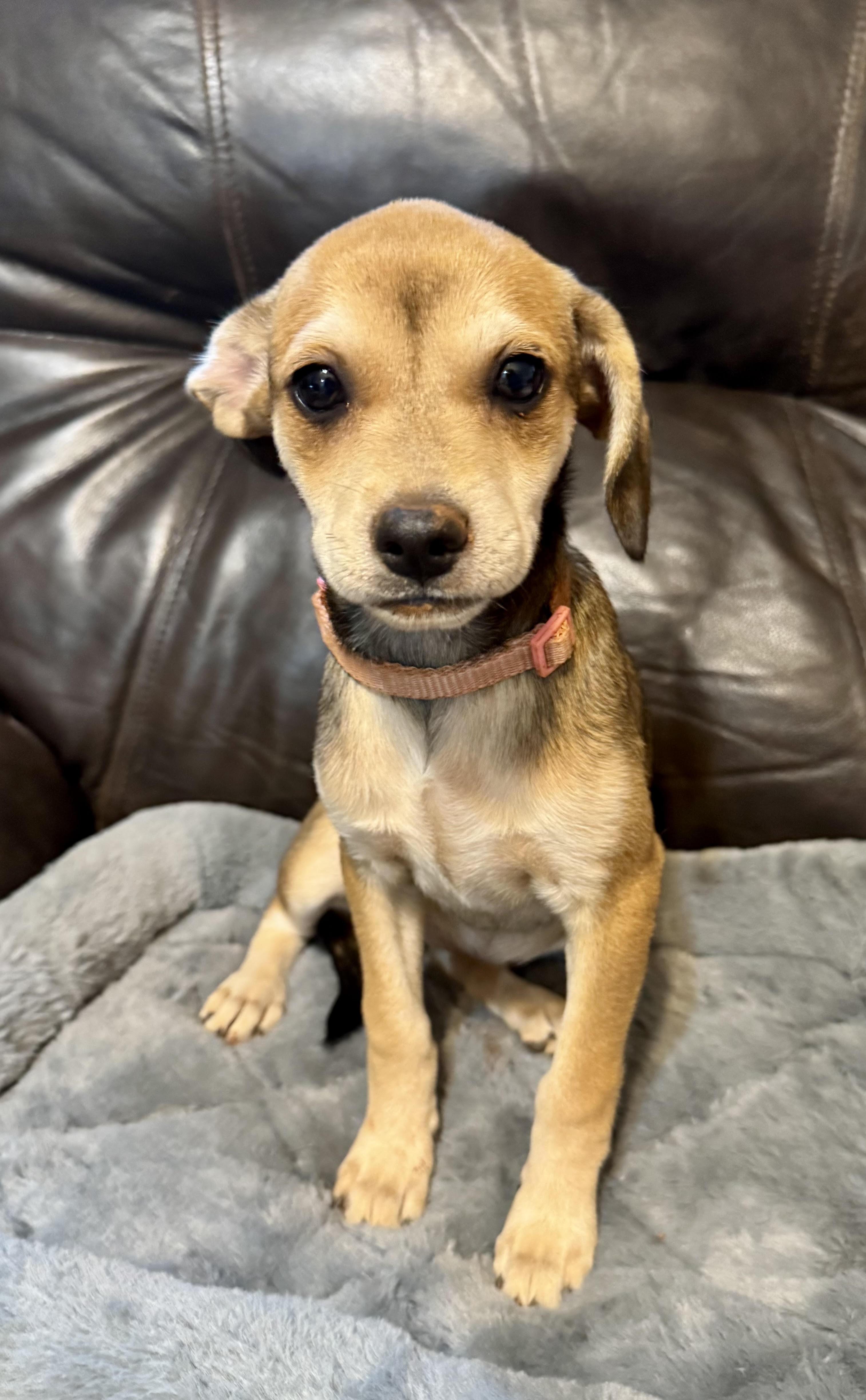 Enlarge Vivienne, a ADOPTABLE mixed breed in Maiden, NC image 6/6