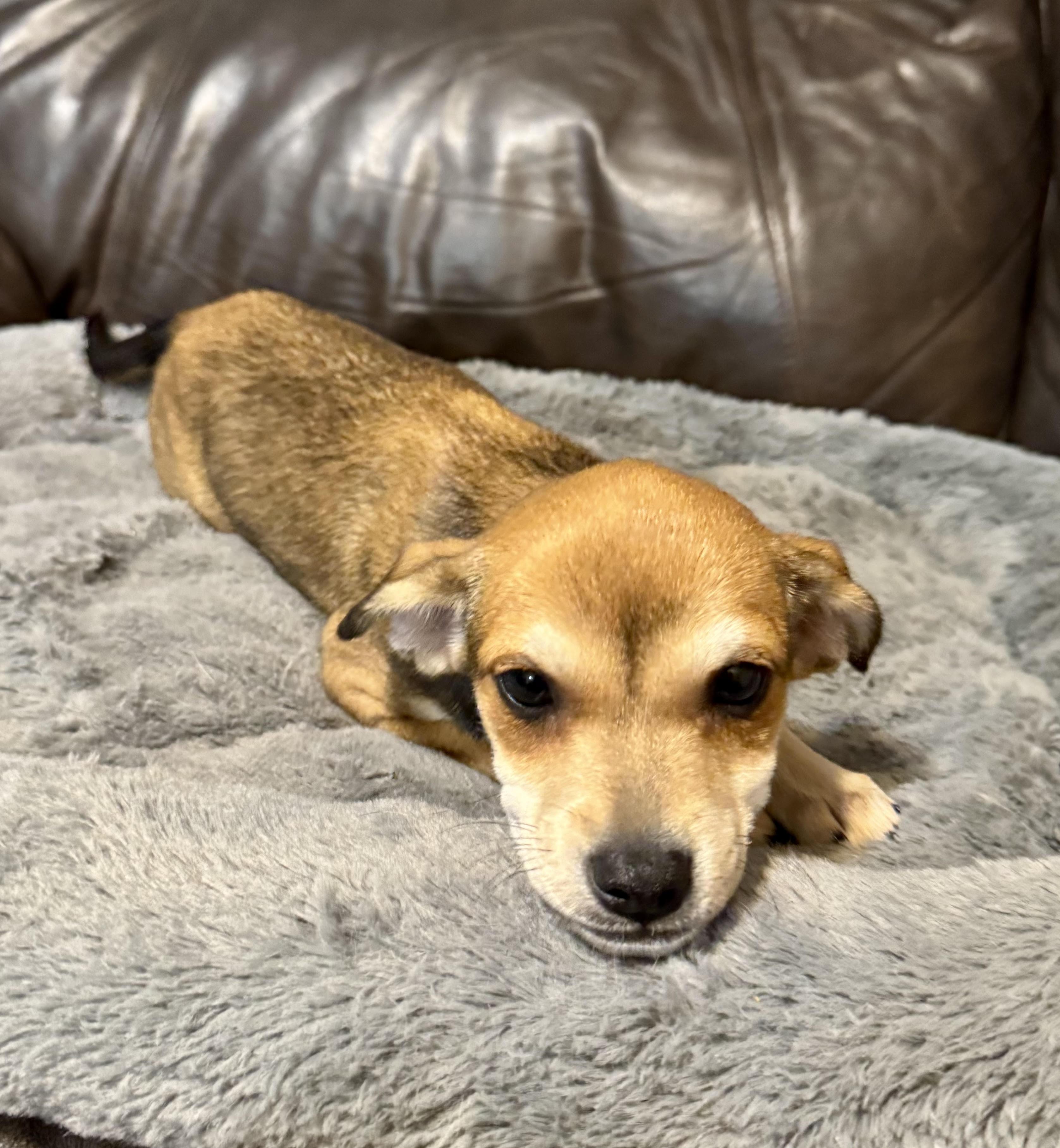 Enlarge Vivienne, a ADOPTABLE mixed breed in Maiden, NC image 3/6