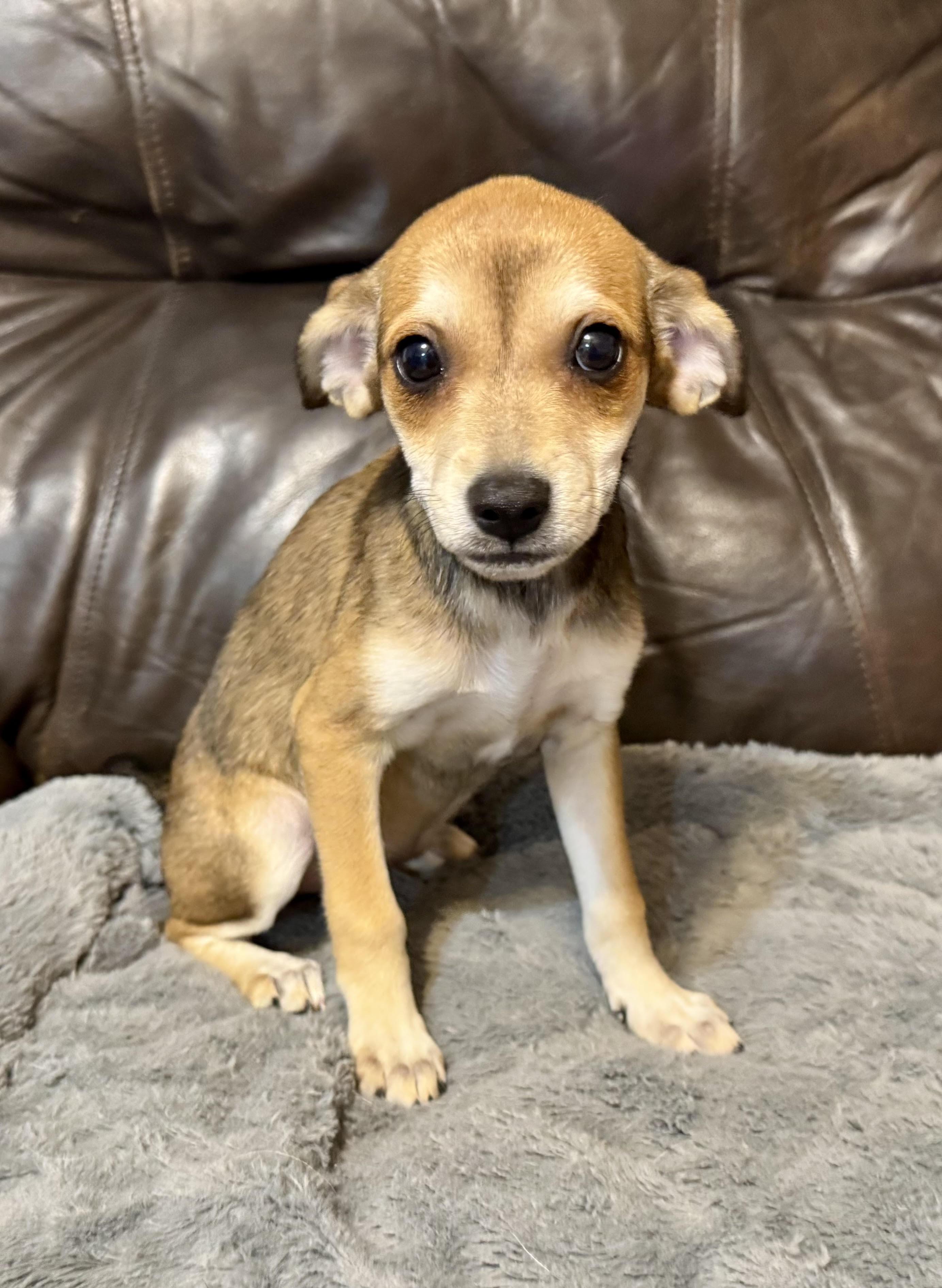 Enlarge Vivienne, a ADOPTABLE mixed breed in Maiden, NC image 4/6