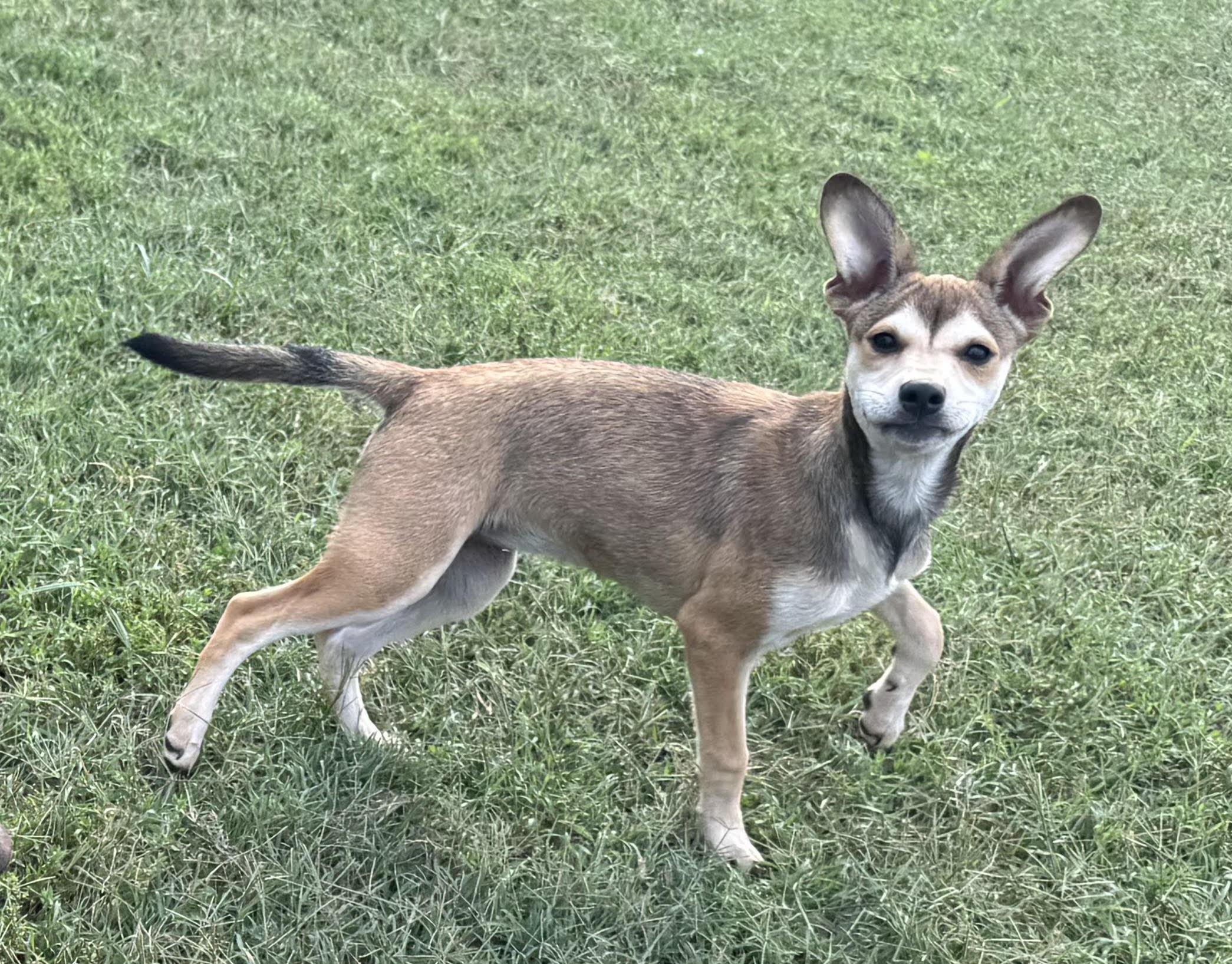 Vivienne, ADOPTABLE, Puppy Female Terrier.
