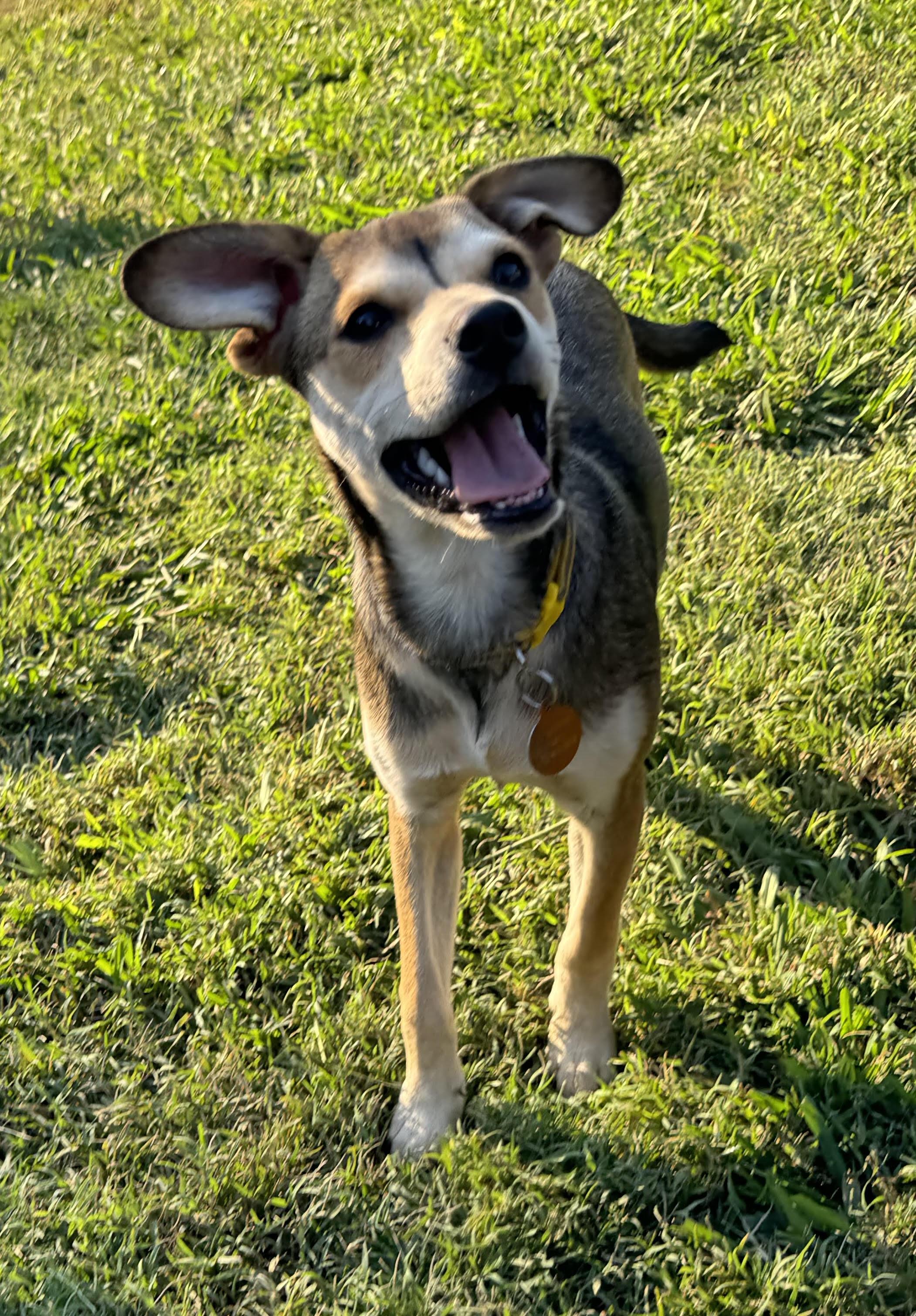 Enlarge Vivienne, a Adoptable mixed breed in Maiden, NC image 5/6