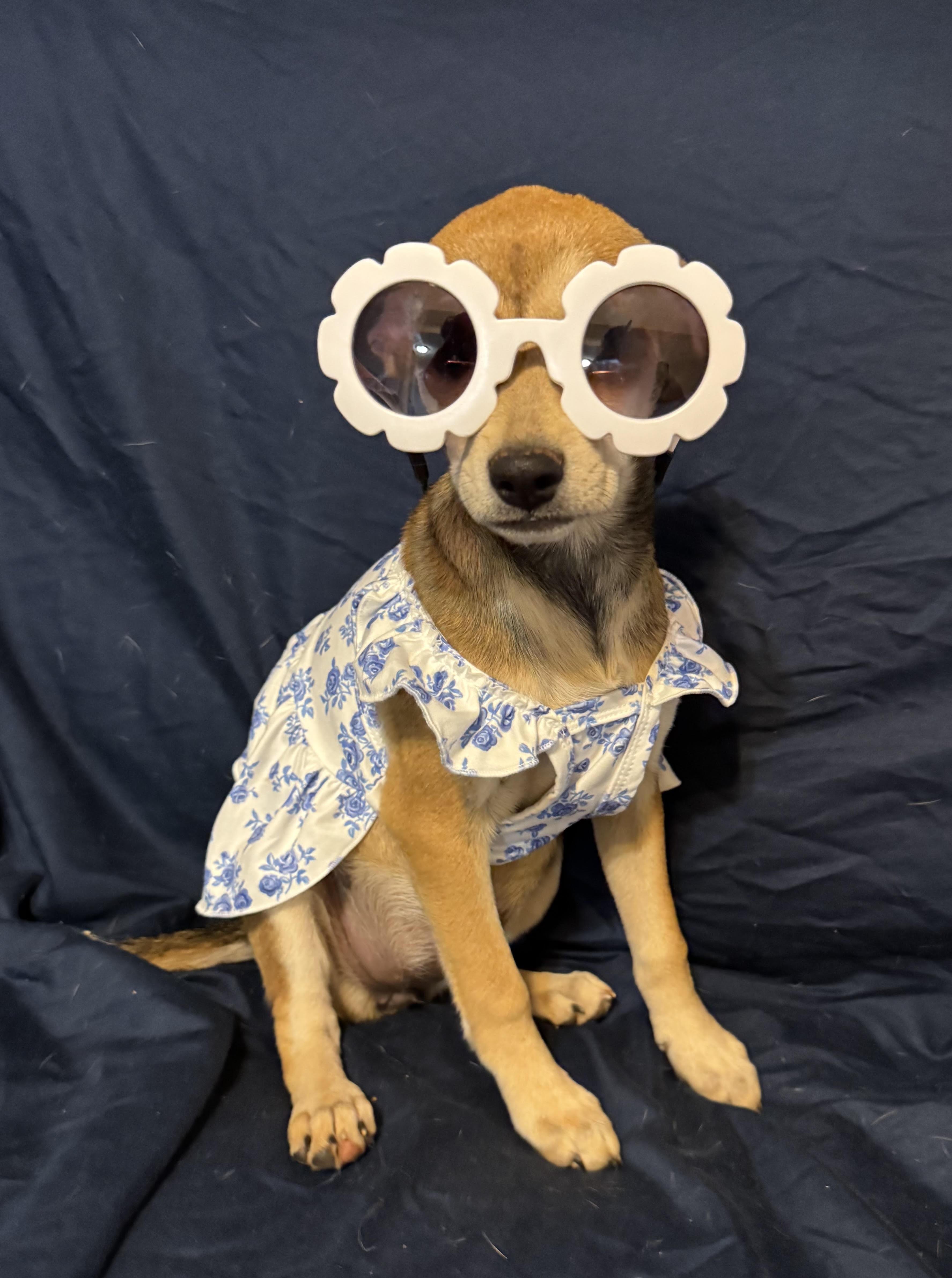 Vivienne, ADOPTABLE, Puppy Female Terrier.