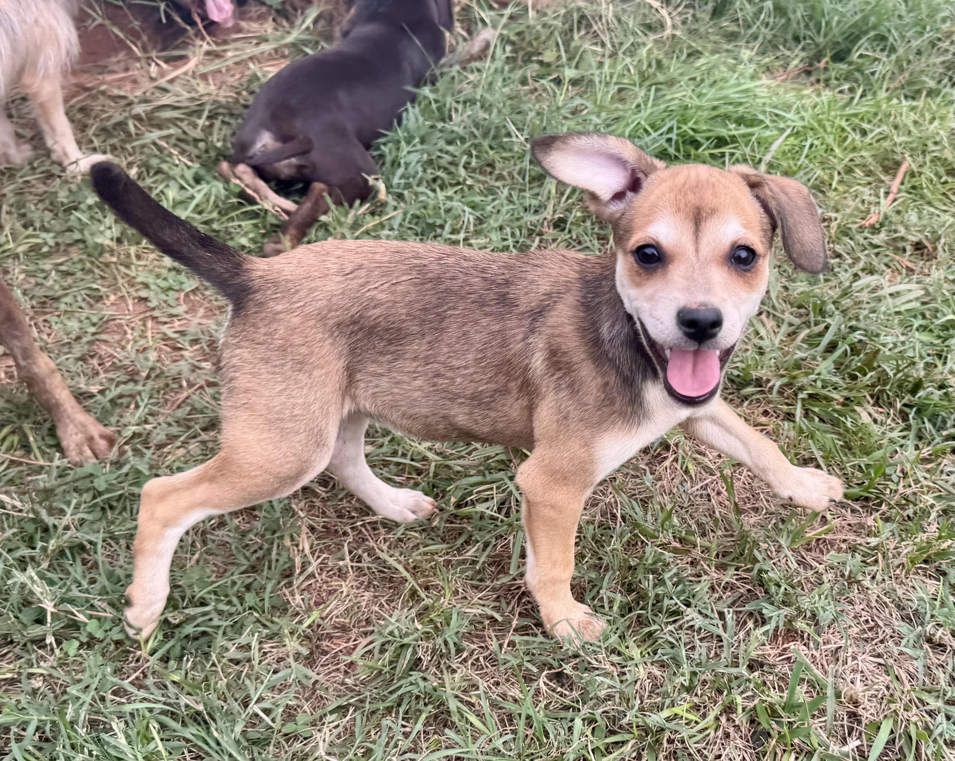Enlarge Vivienne, a ADOPTABLE mixed breed in Maiden, NC image 2/6