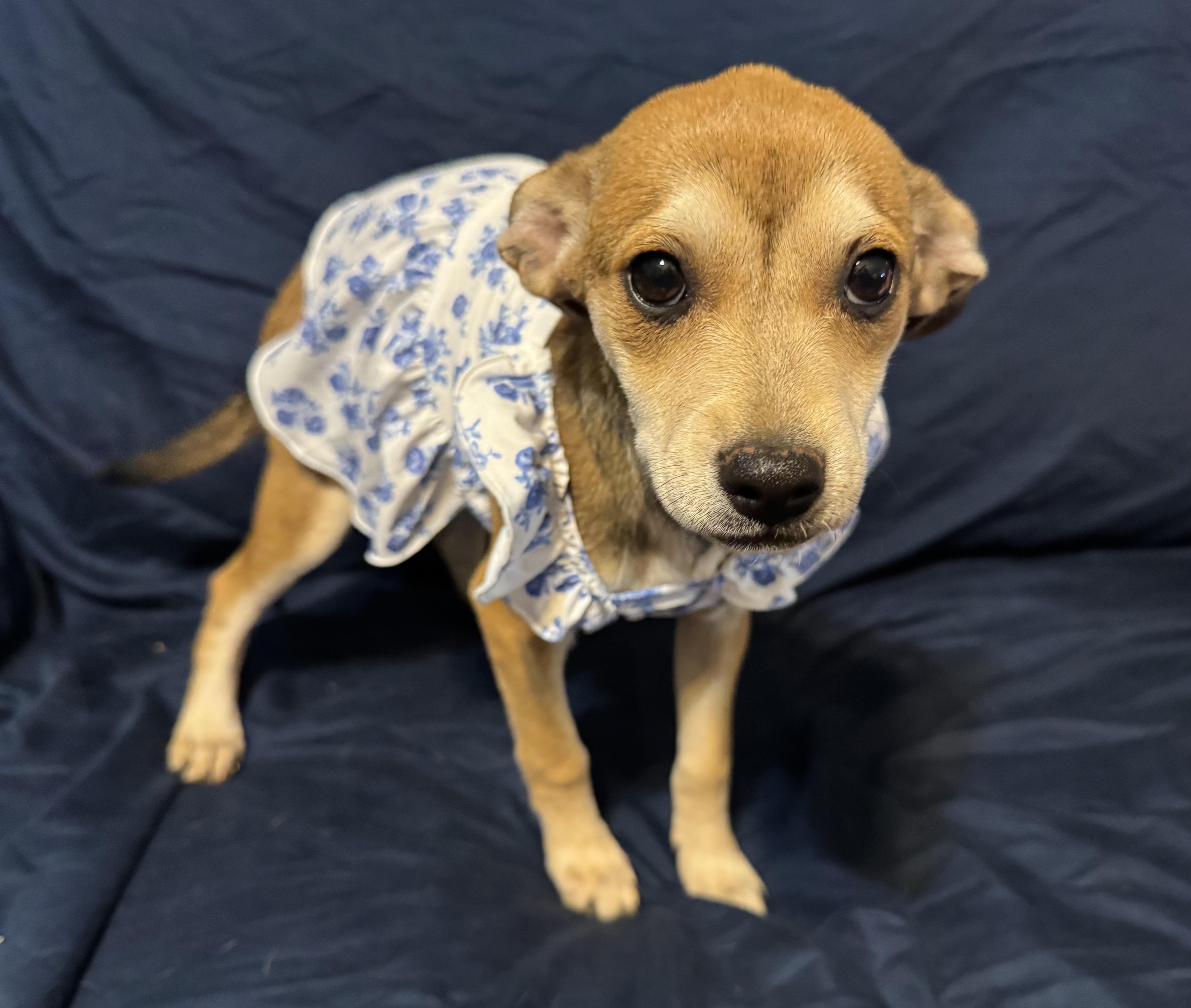 Enlarge Vivienne, a ADOPTABLE mixed breed in Maiden, NC image 5/6