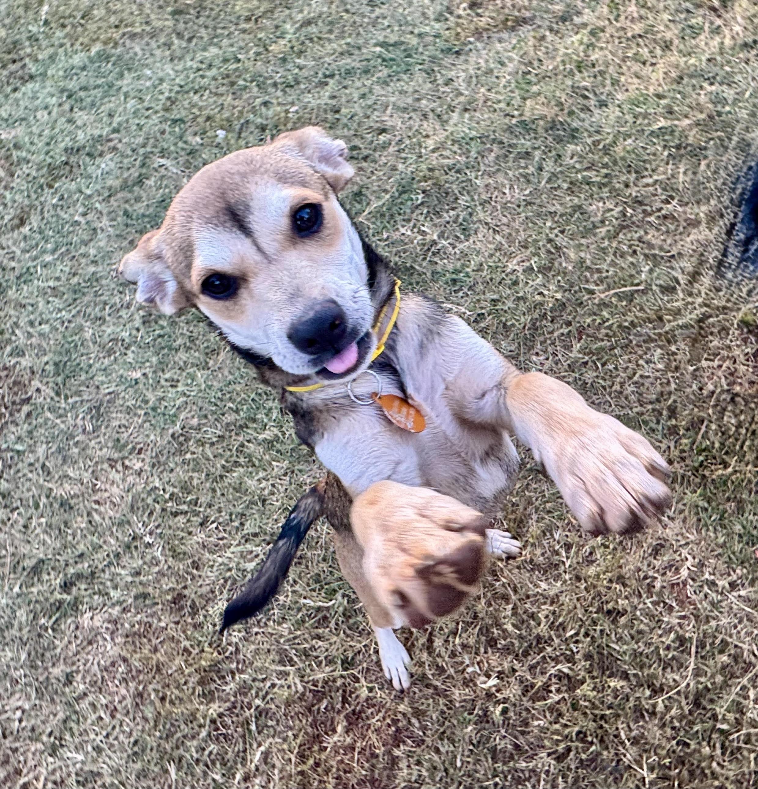 Enlarge Vivienne, a Adoptable mixed breed in Maiden, NC image 6/6