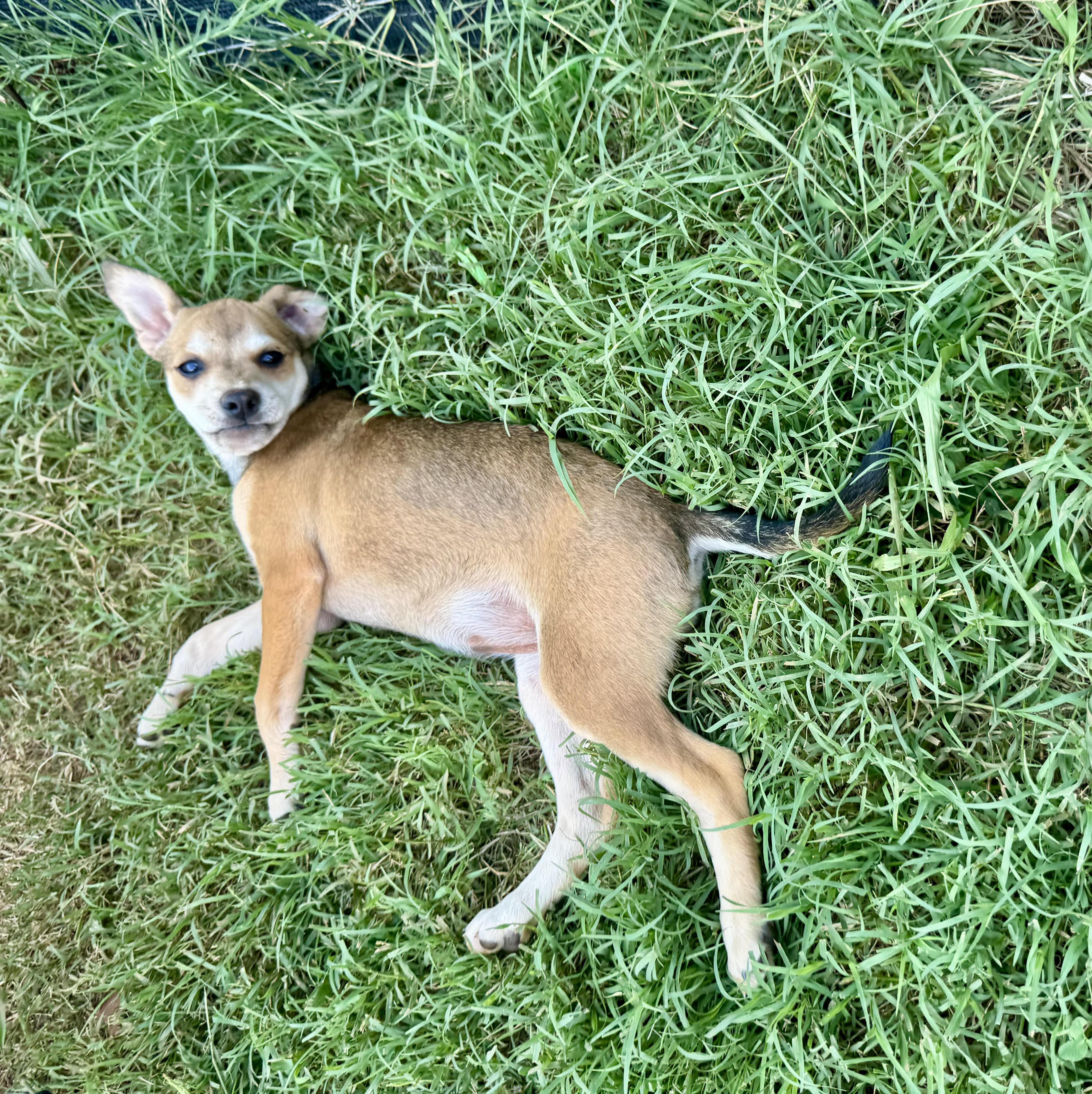 Enlarge Vivienne, a ADOPTABLE mixed breed in Maiden, NC image 3/6