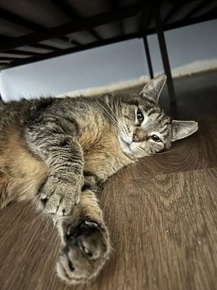 Romy, Adoptable, Adult Male Domestic Short Hair & Domestic Short Hair.