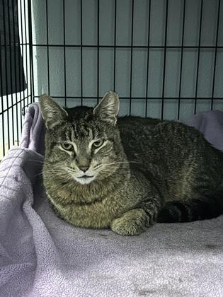 Enlarge Romy, a Adoptable mixed breed in Hillsboro, OR image 2/3