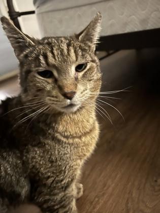Enlarge Romy, a Adoptable mixed breed in Hillsboro, OR image 3/3