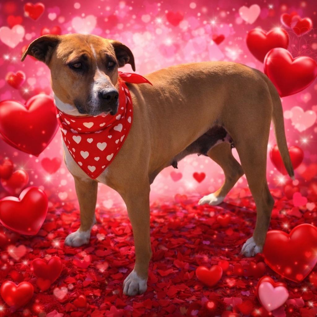 Enlarge Shannon, a Adoptable Black Mouth Cur in Wauchula, FL image 1/1