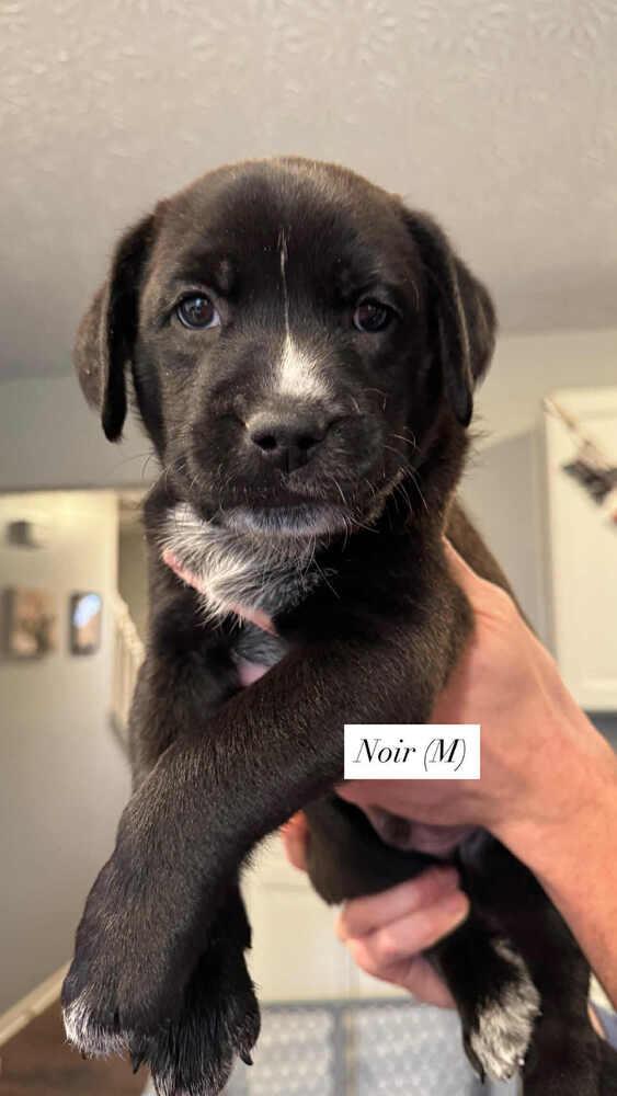 Enlarge Noir (Wine Litter), a Adoptable mixed breed in New Albany, OH image 3/5